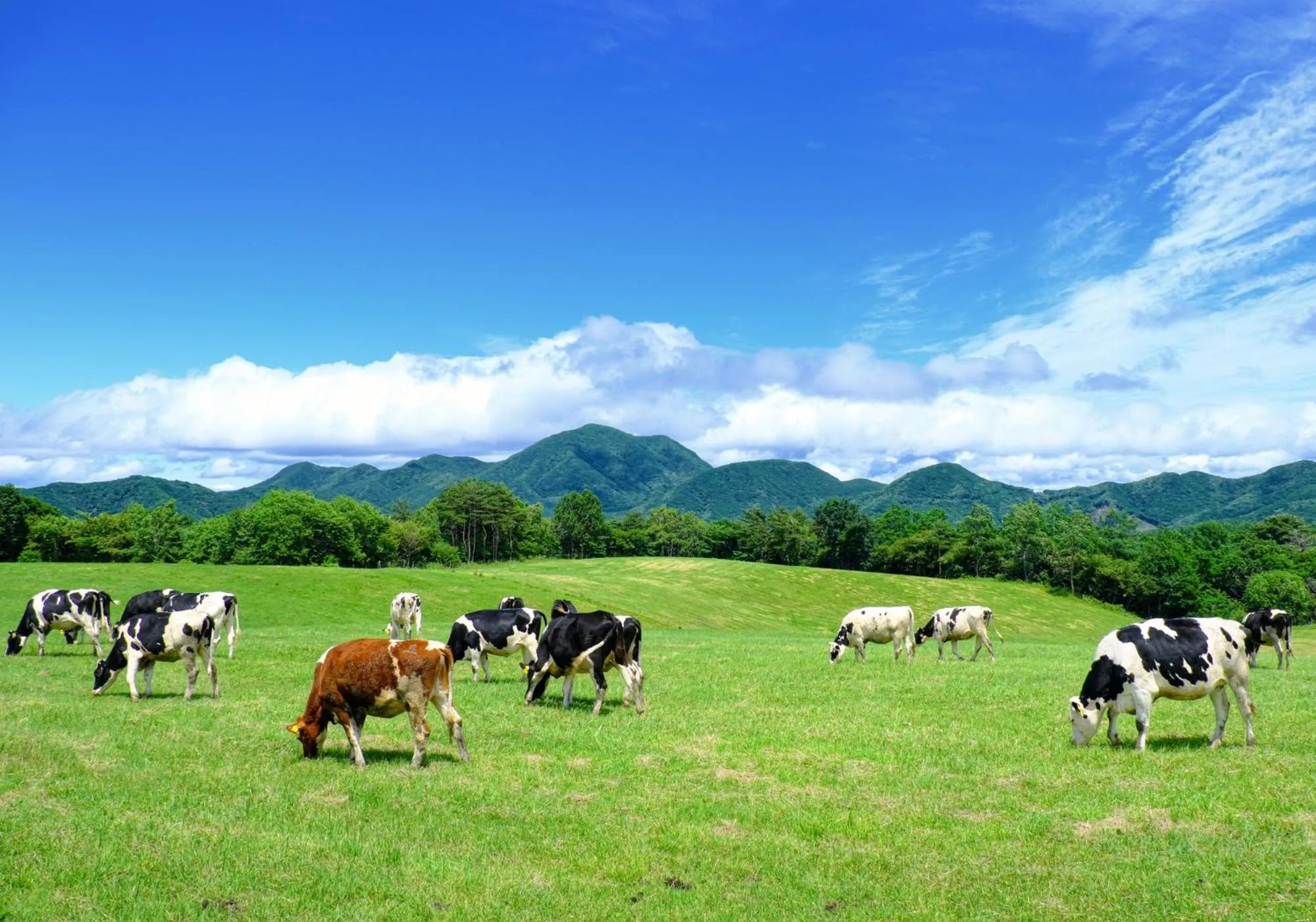 Natural landscape in Kitakaruizawa Kogen Hotel