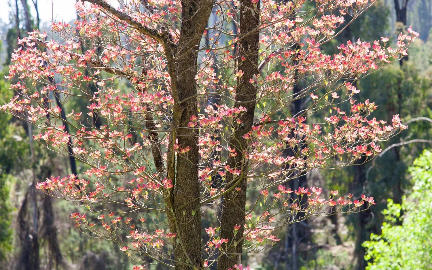 Property building in Saladin Lodge