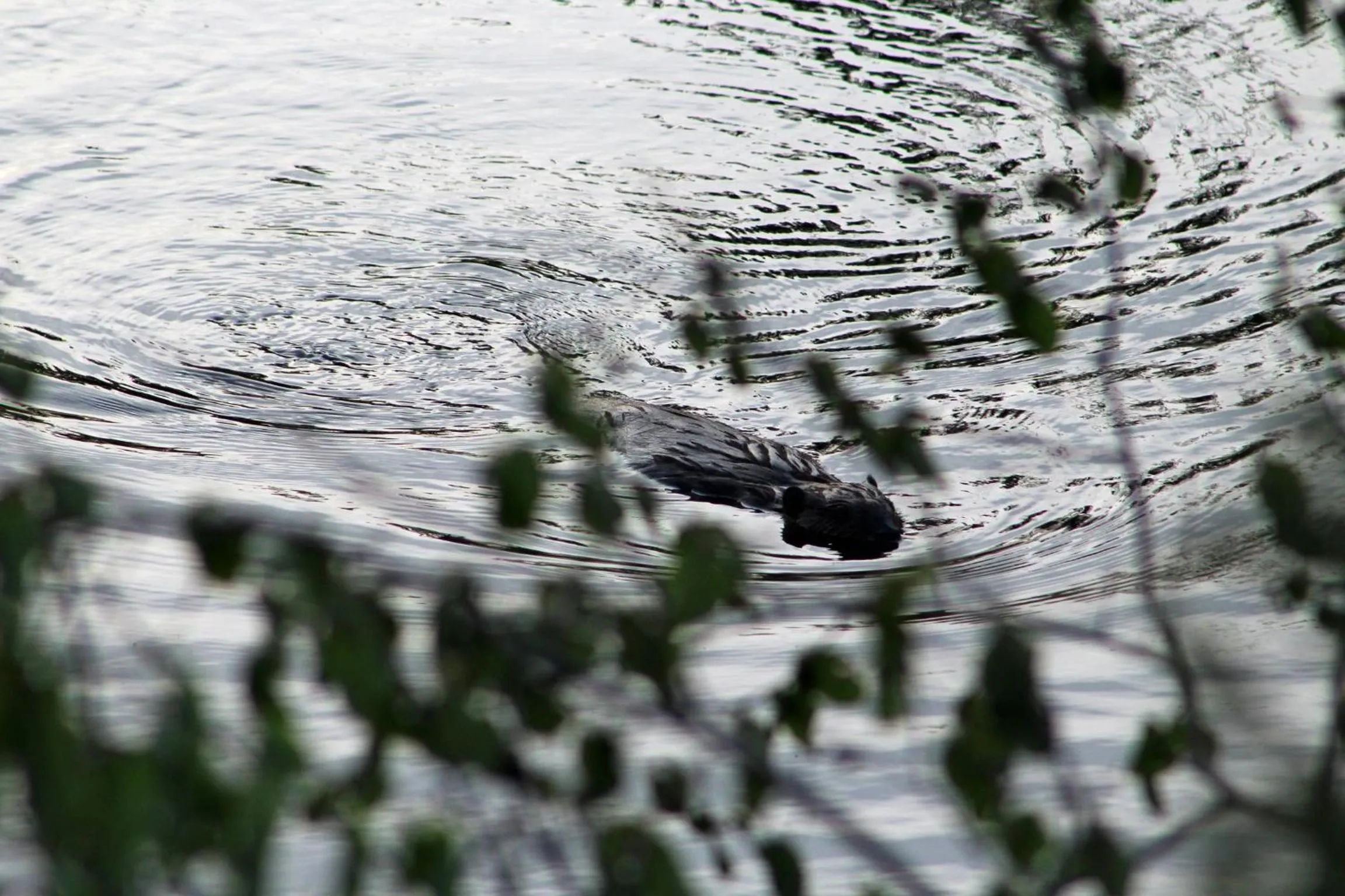 Spring in Esther Mountain Chalet