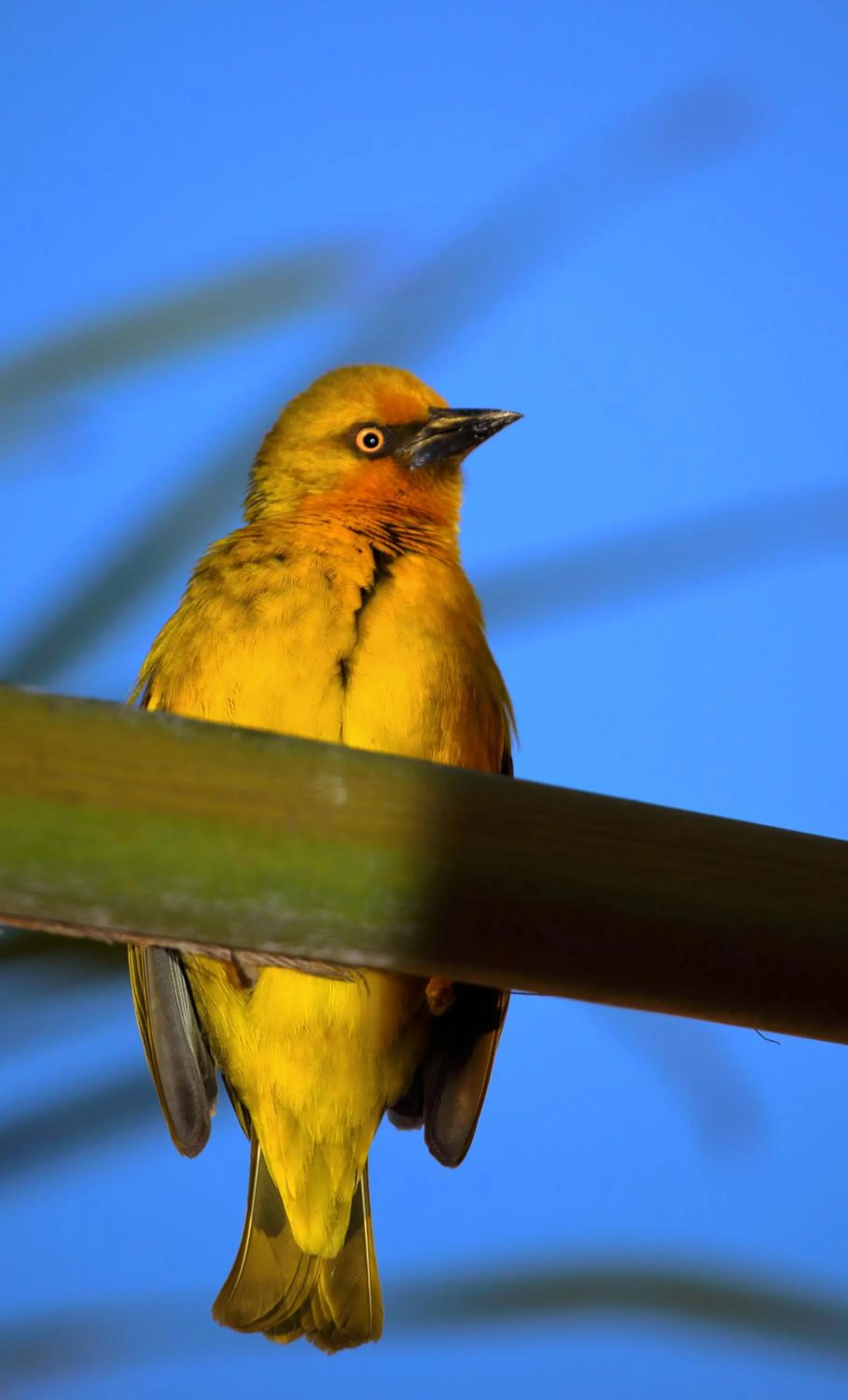 Animals in Cinnamon House Bed & Breakfast