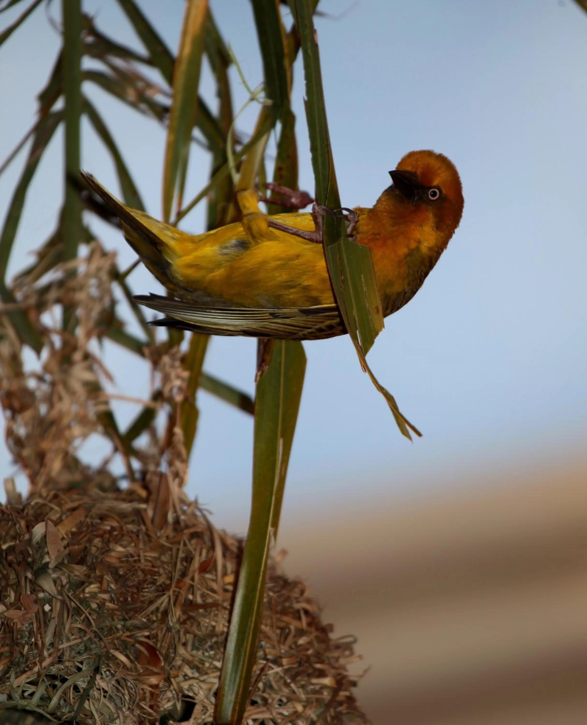Area and facilities in Cinnamon House Bed & Breakfast