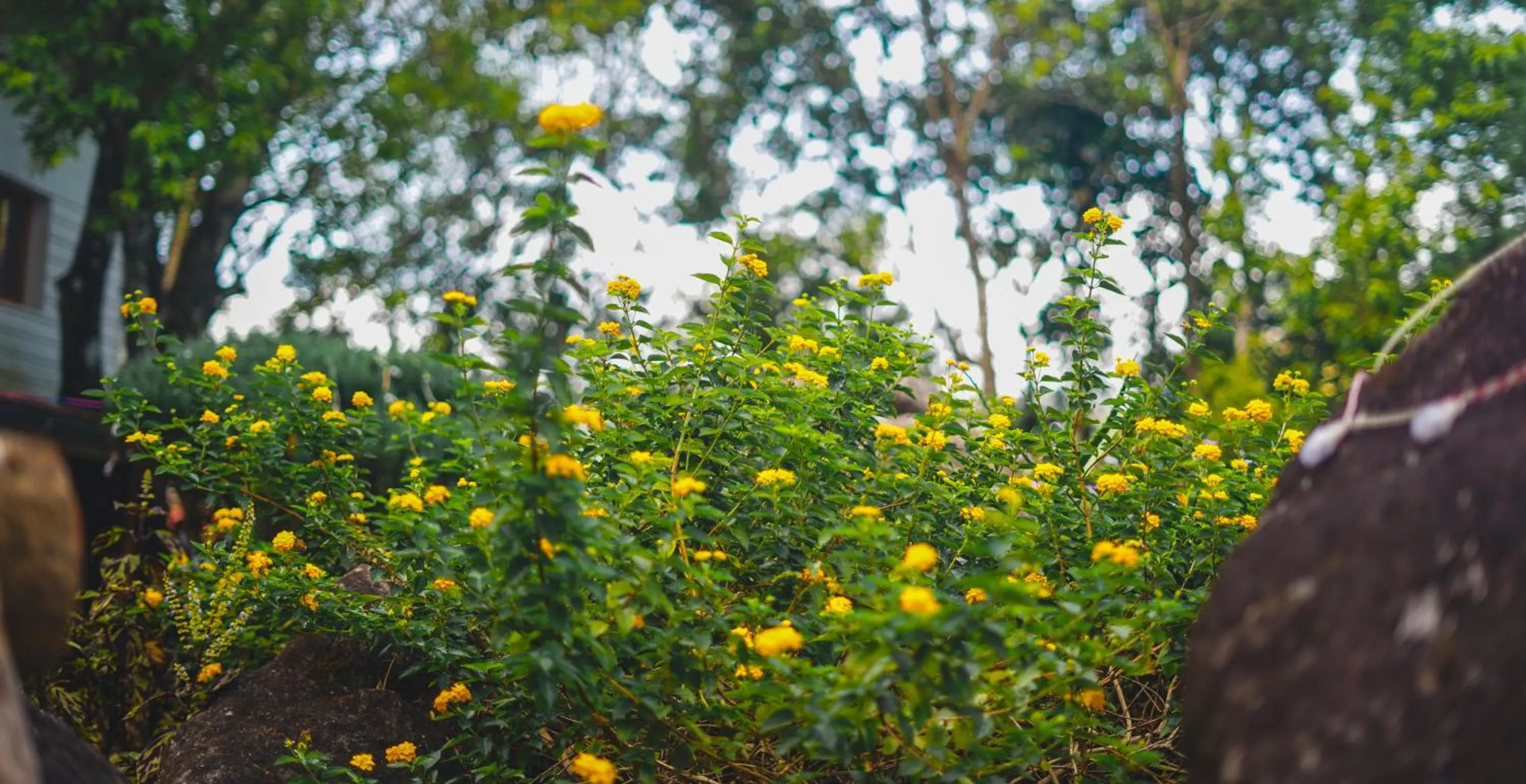Natural landscape in Windermere Estate
