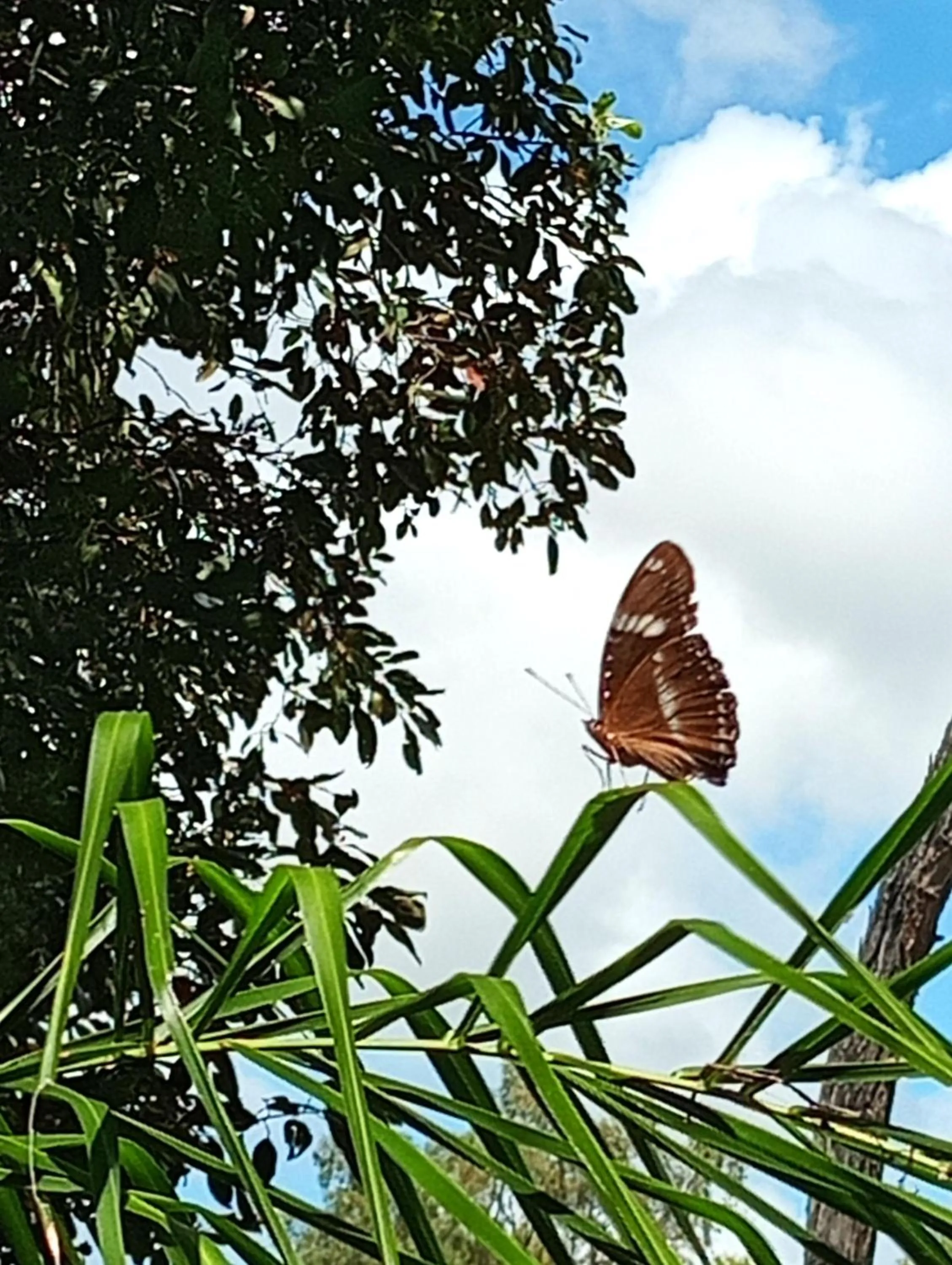 Garden in Gumnut Glen Cabins