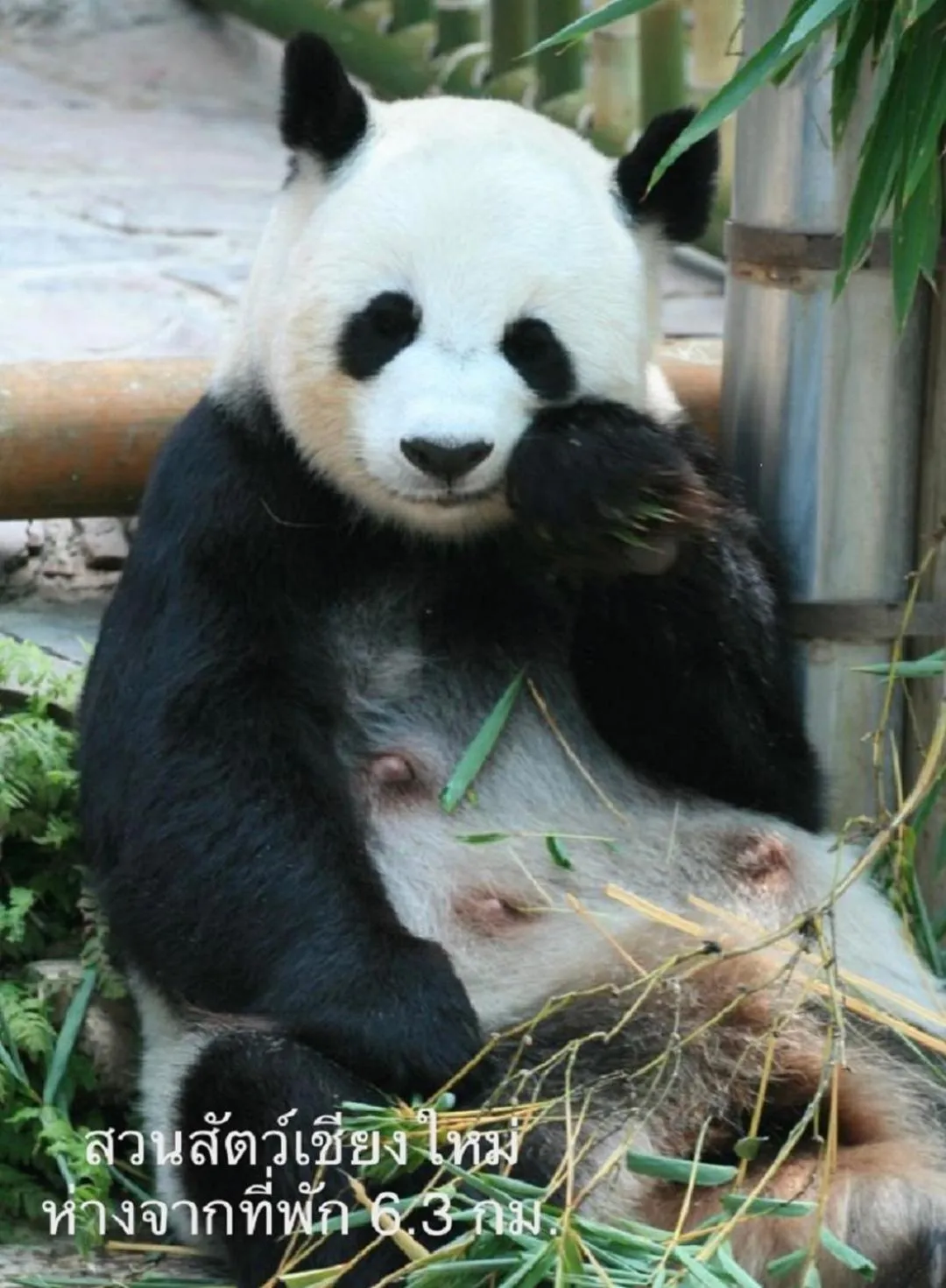 Activities in Chiangmai HomeTeL