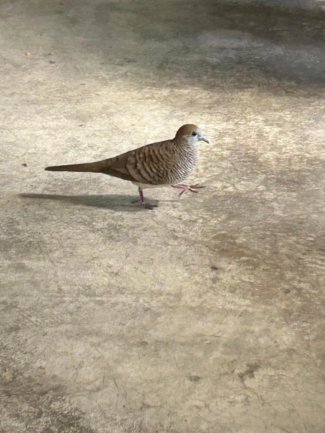 Animals in Chiangmai HomeTeL