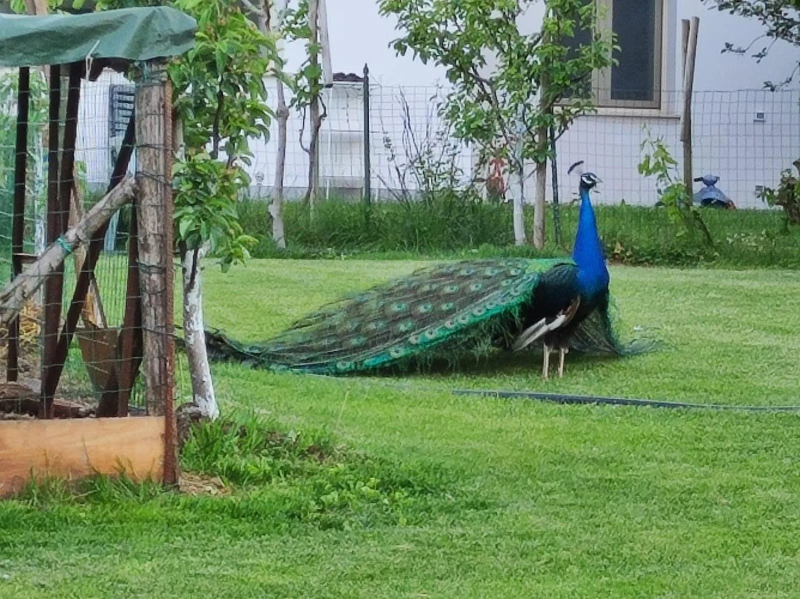 Animals in Monte Lago