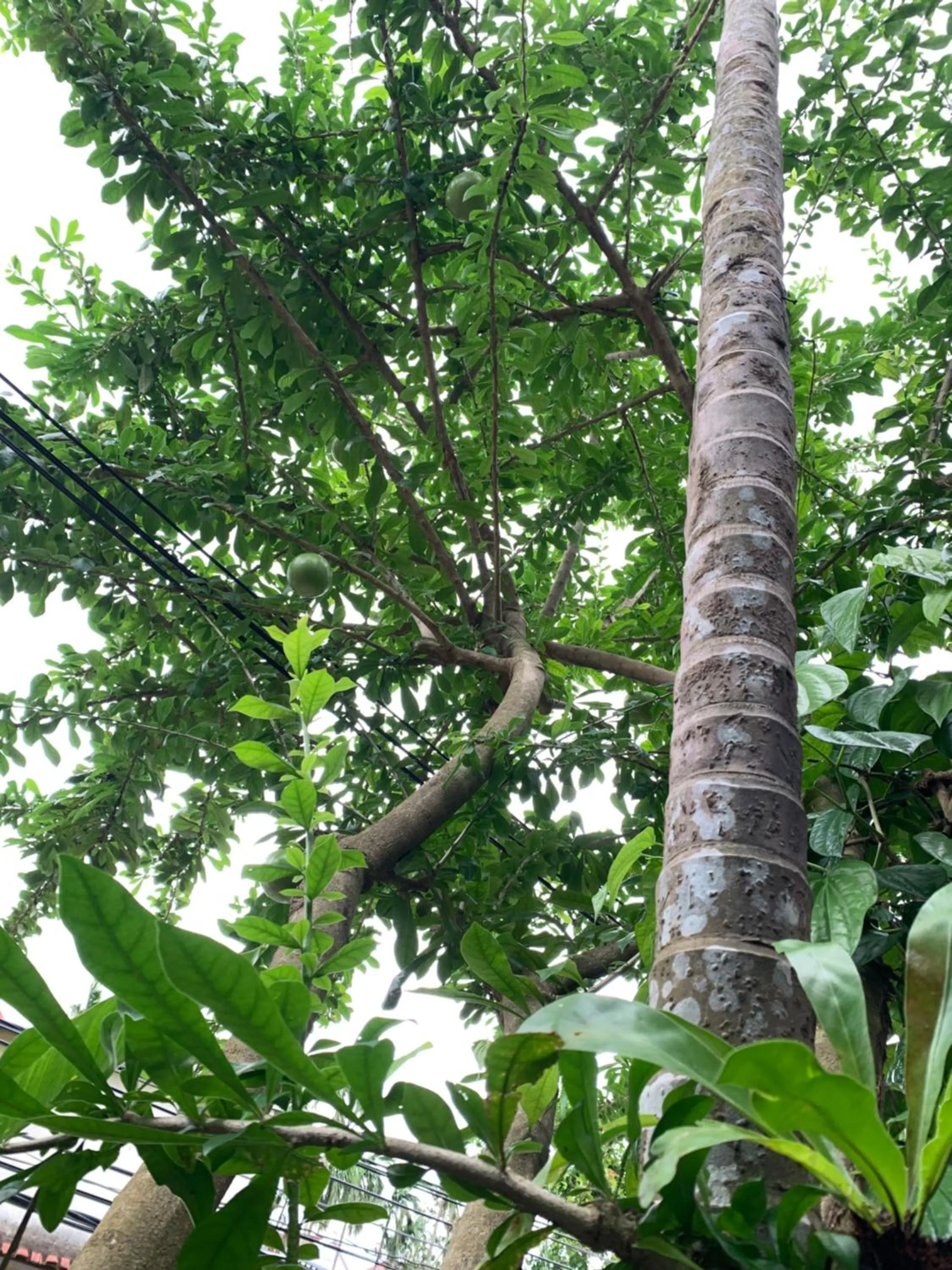 Garden in Sunny Garden Homestay