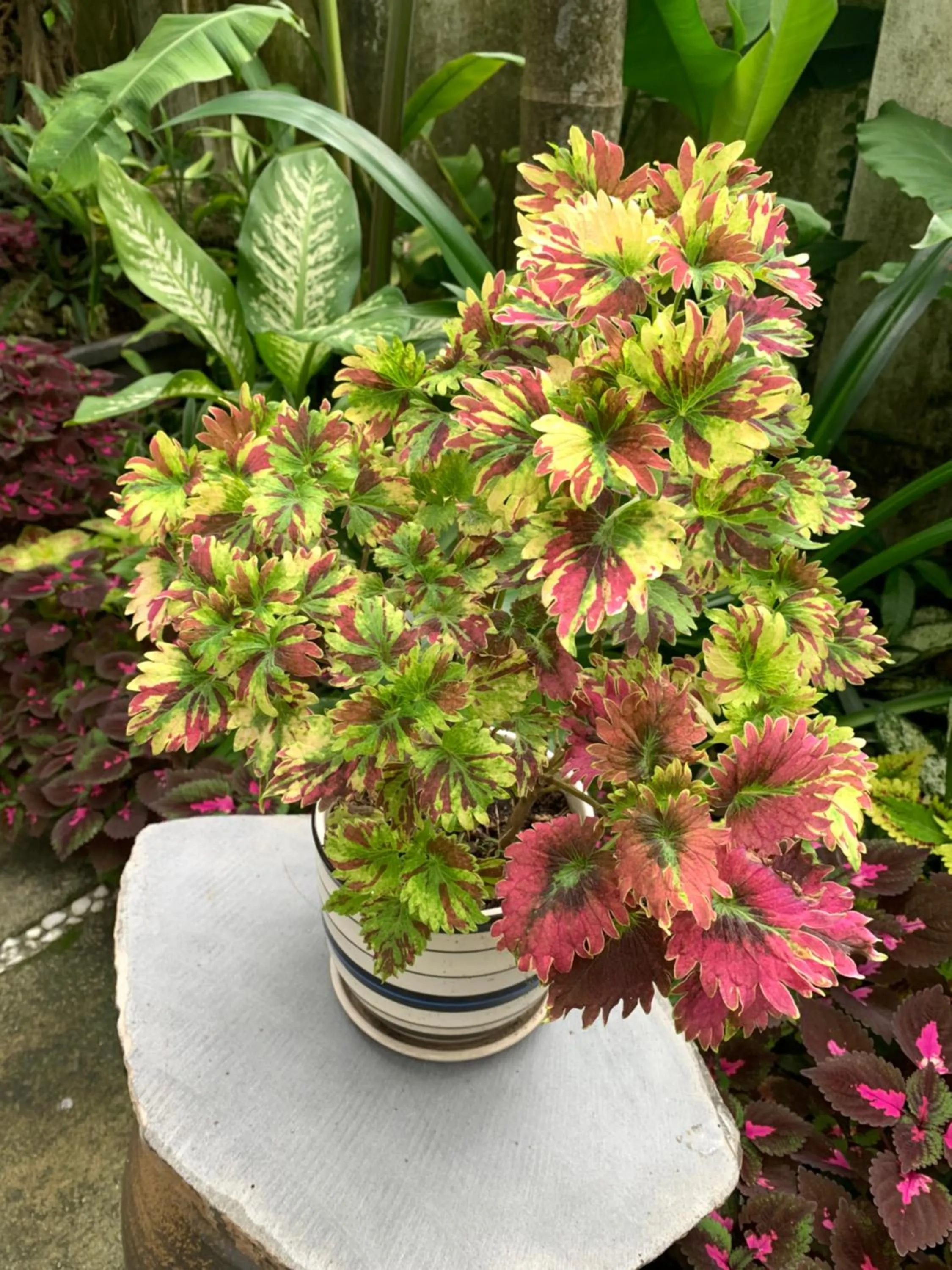 Garden in Sunny Garden Homestay