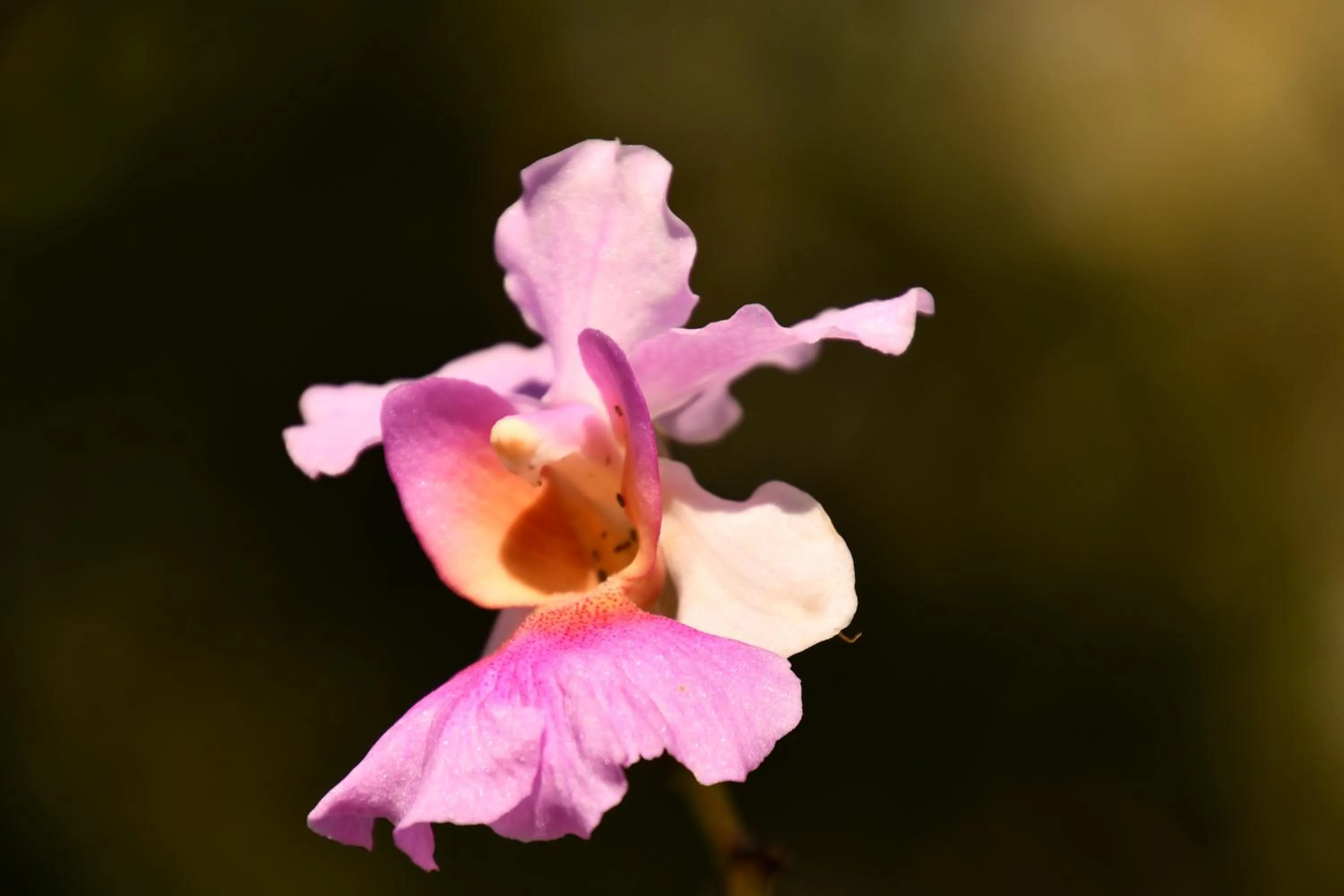 Natural landscape in Hotel Alisei