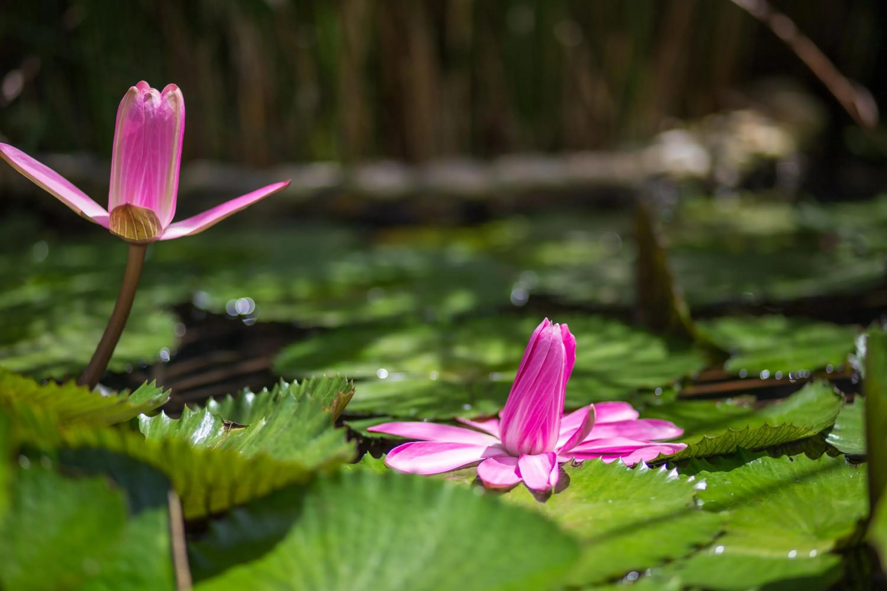 Spa and wellness centre/facilities in Hotel Alisei