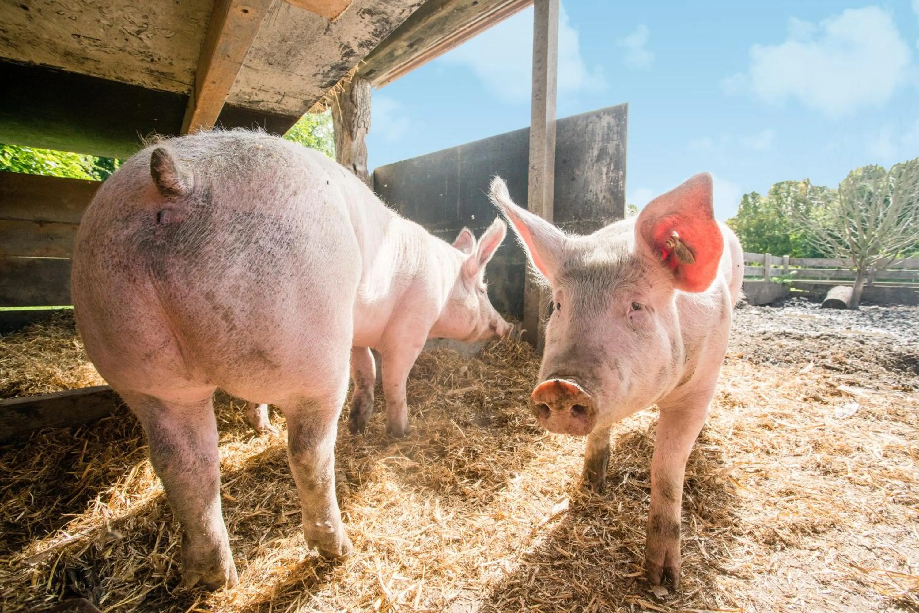 Animals in Hotel Hofgut Tiergarten