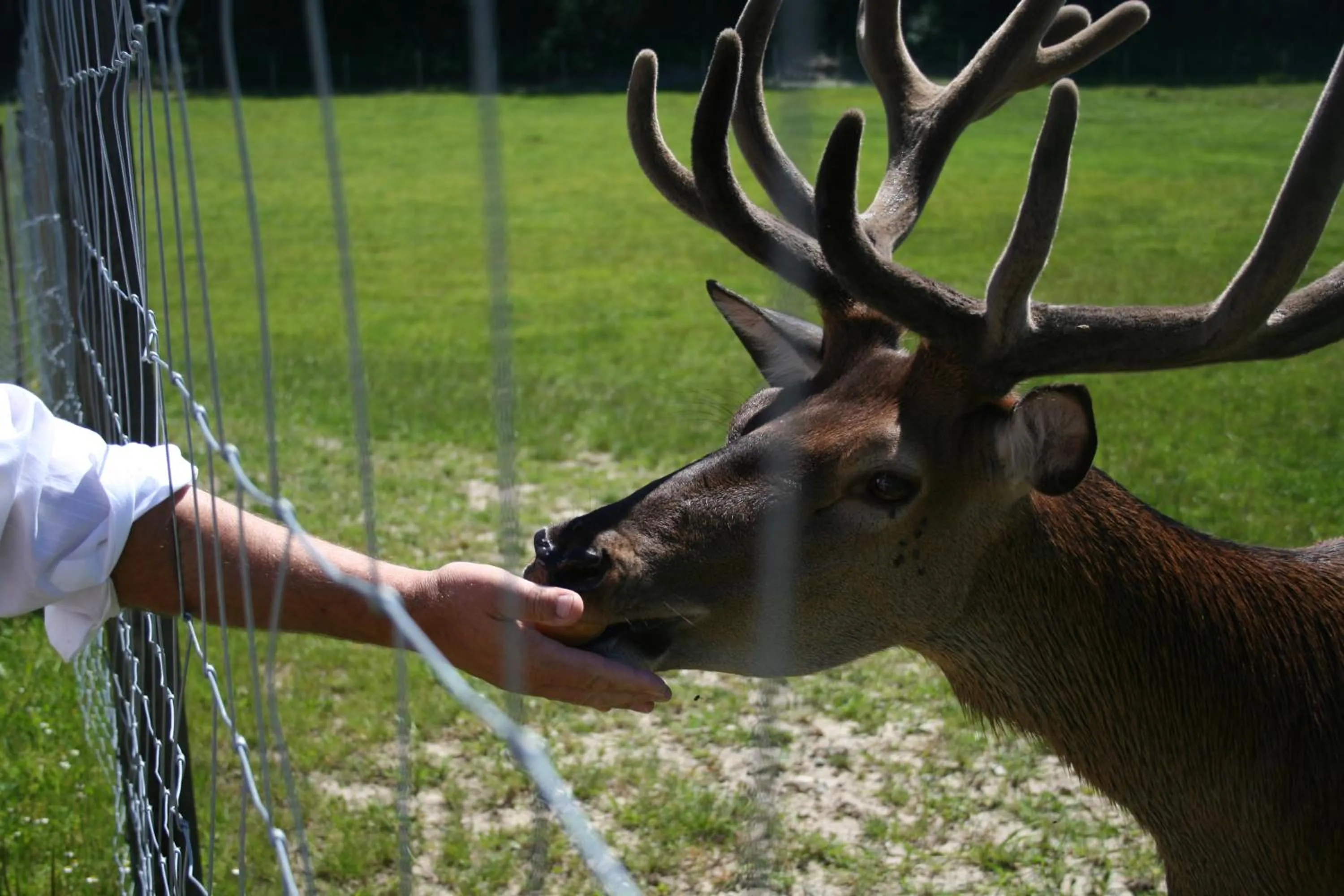 Animals in Hotel Hofgut Tiergarten