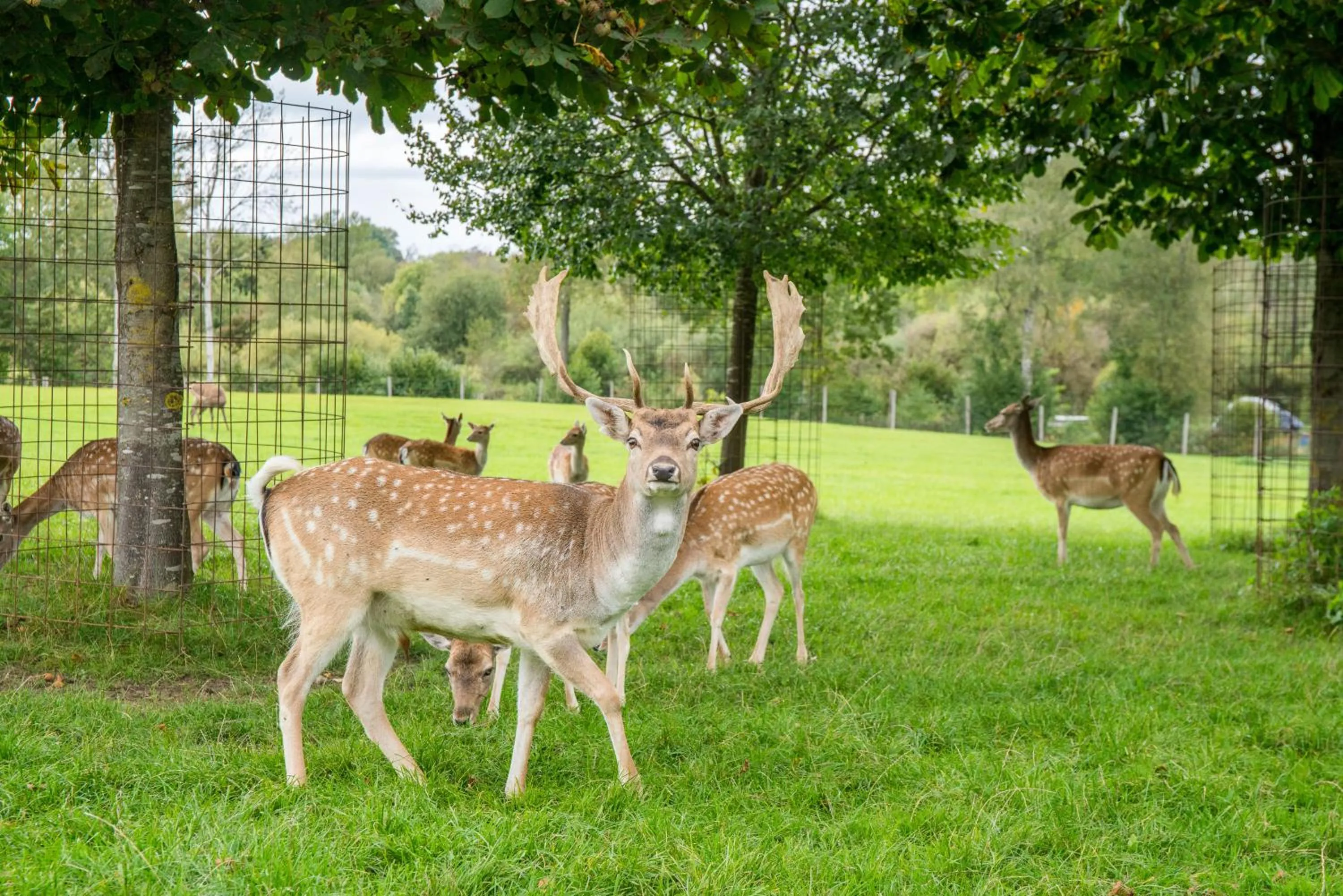 Garden in Hotel Hofgut Tiergarten