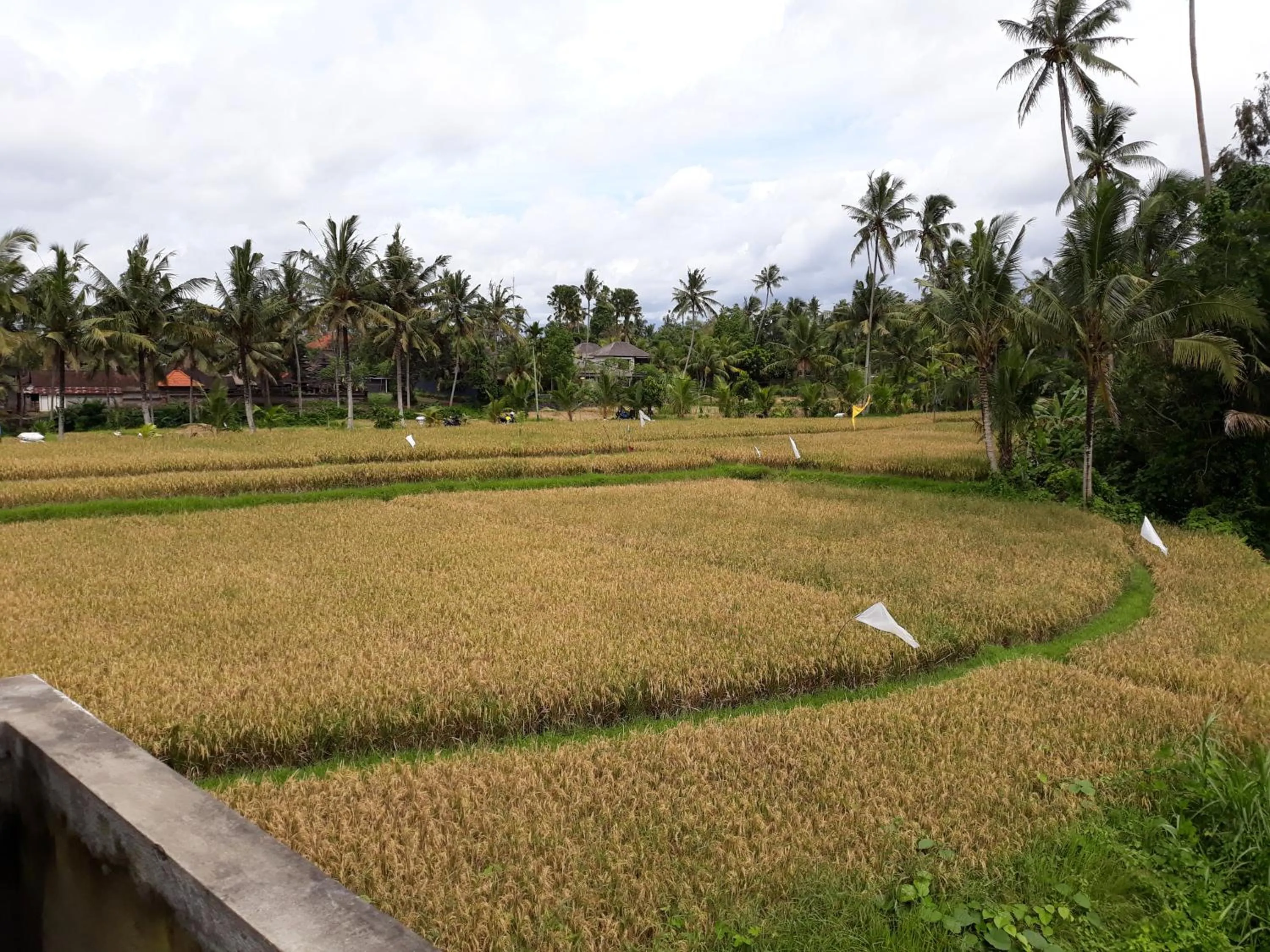 Natural landscape in Umah Dangin Guest House