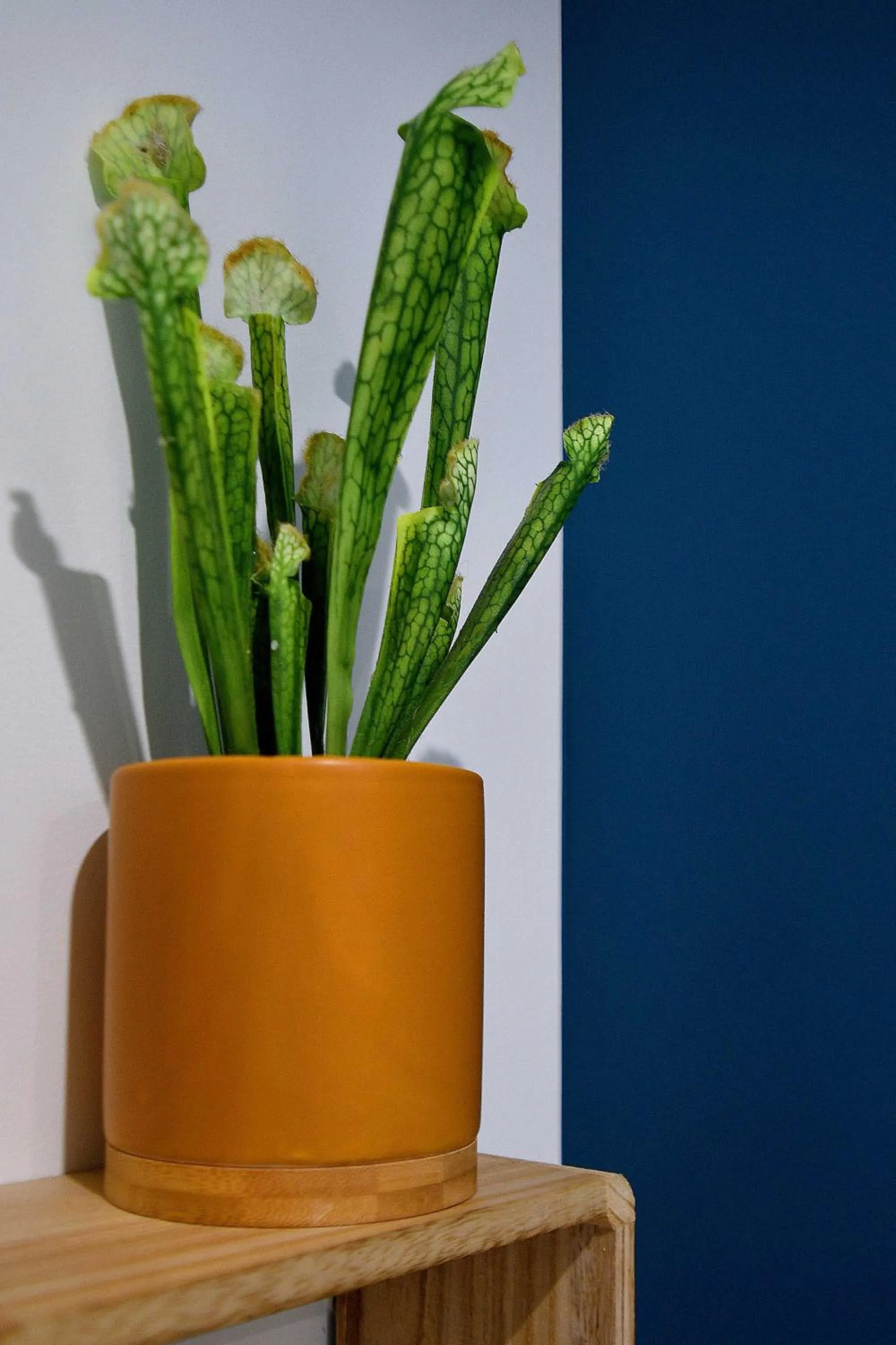 Decorative detail in Hôtel Le Tiburon