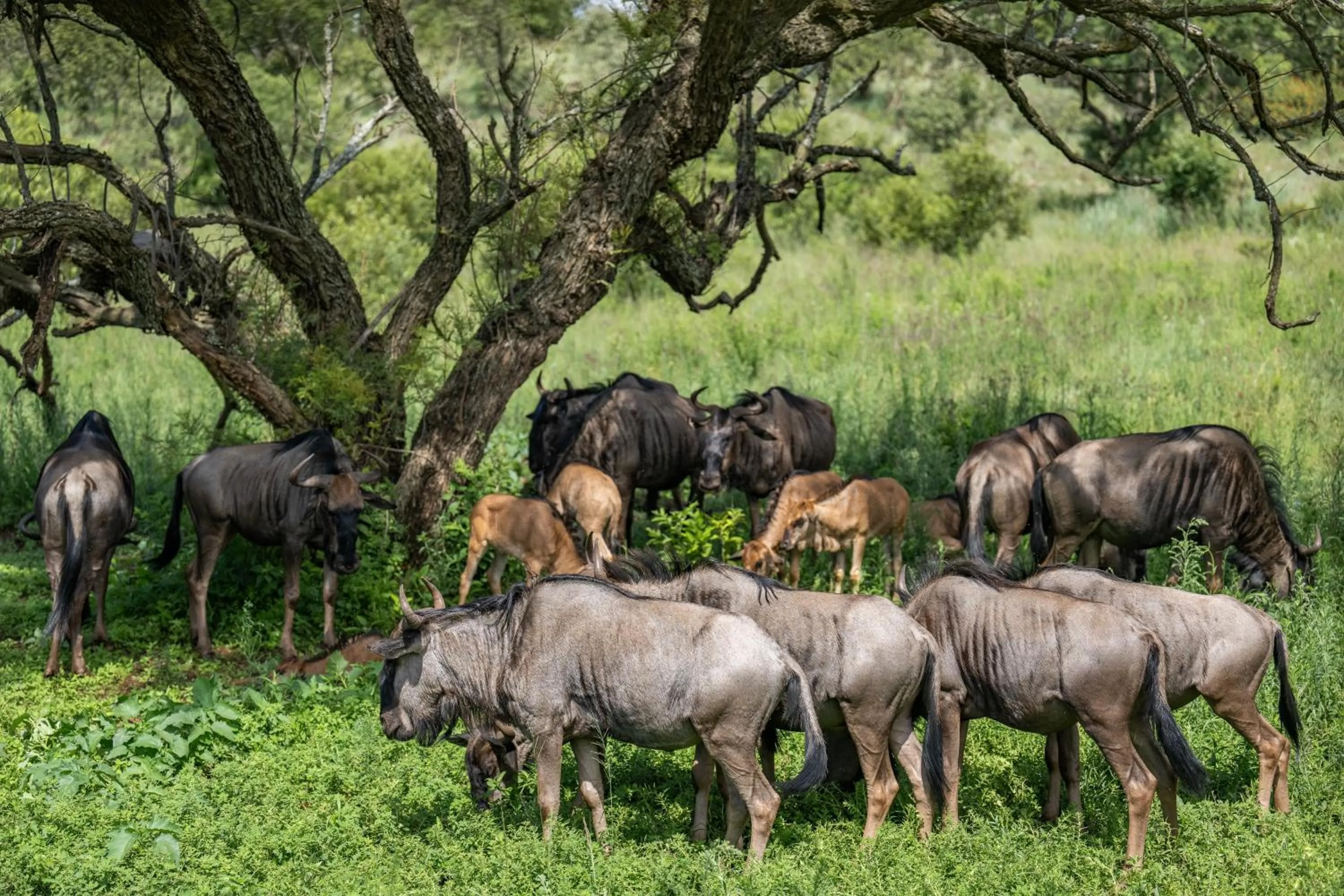 Nearby landmark in Holiday Inn Johannesburg OR Tambo Airport Hotel by IHG