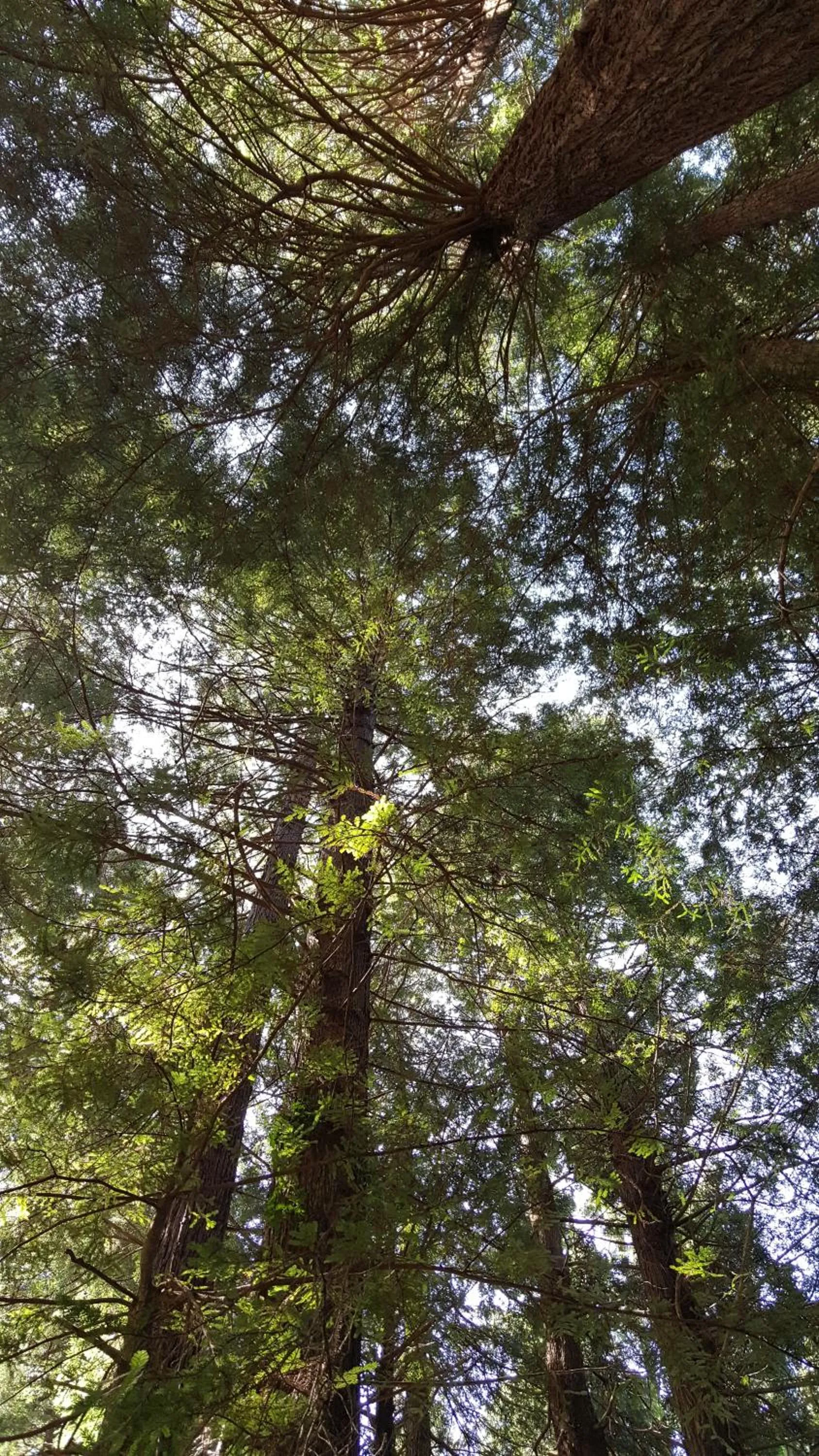 Garden view in Emerald Forest Cabins