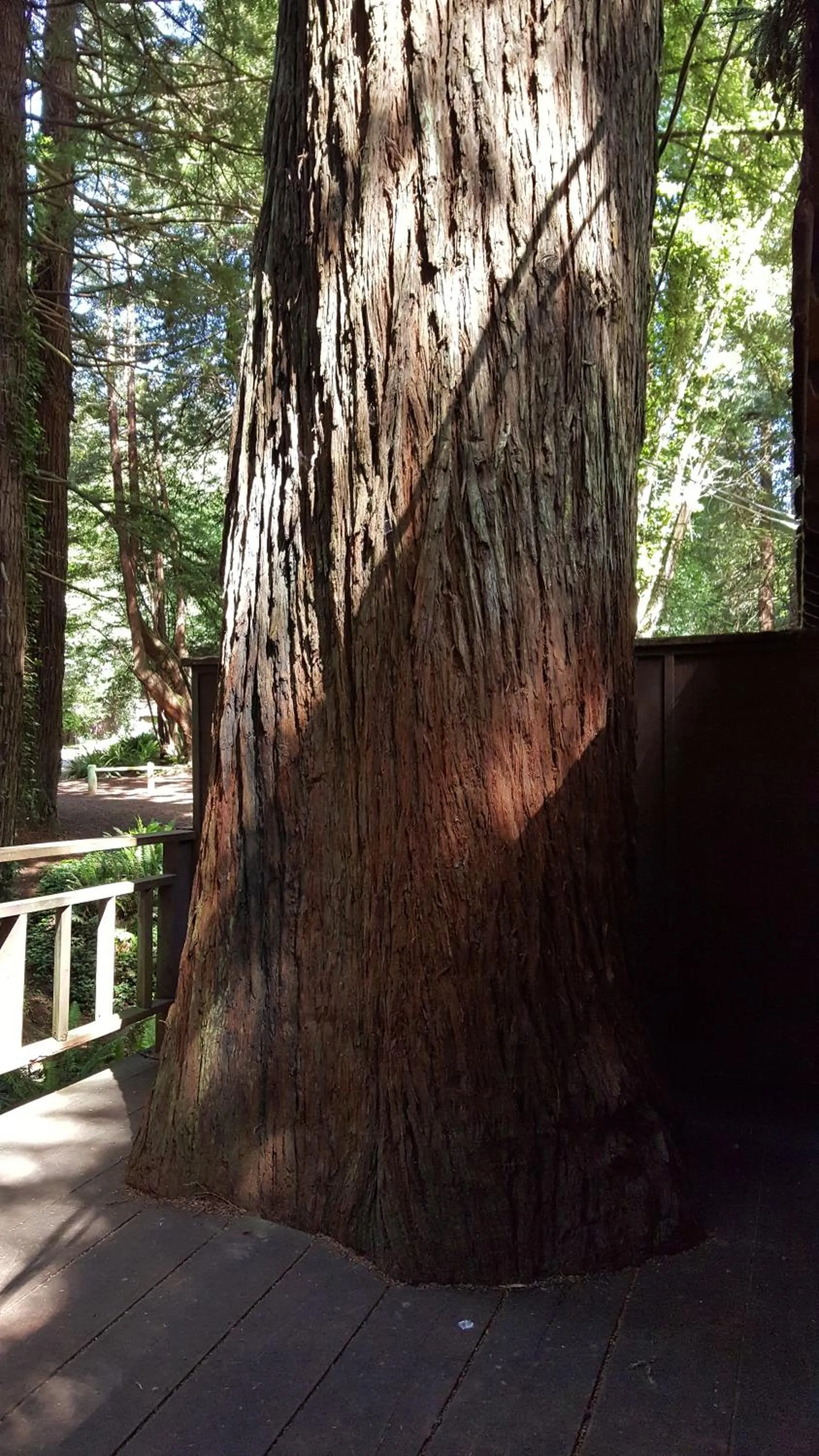 Other in Emerald Forest Cabins