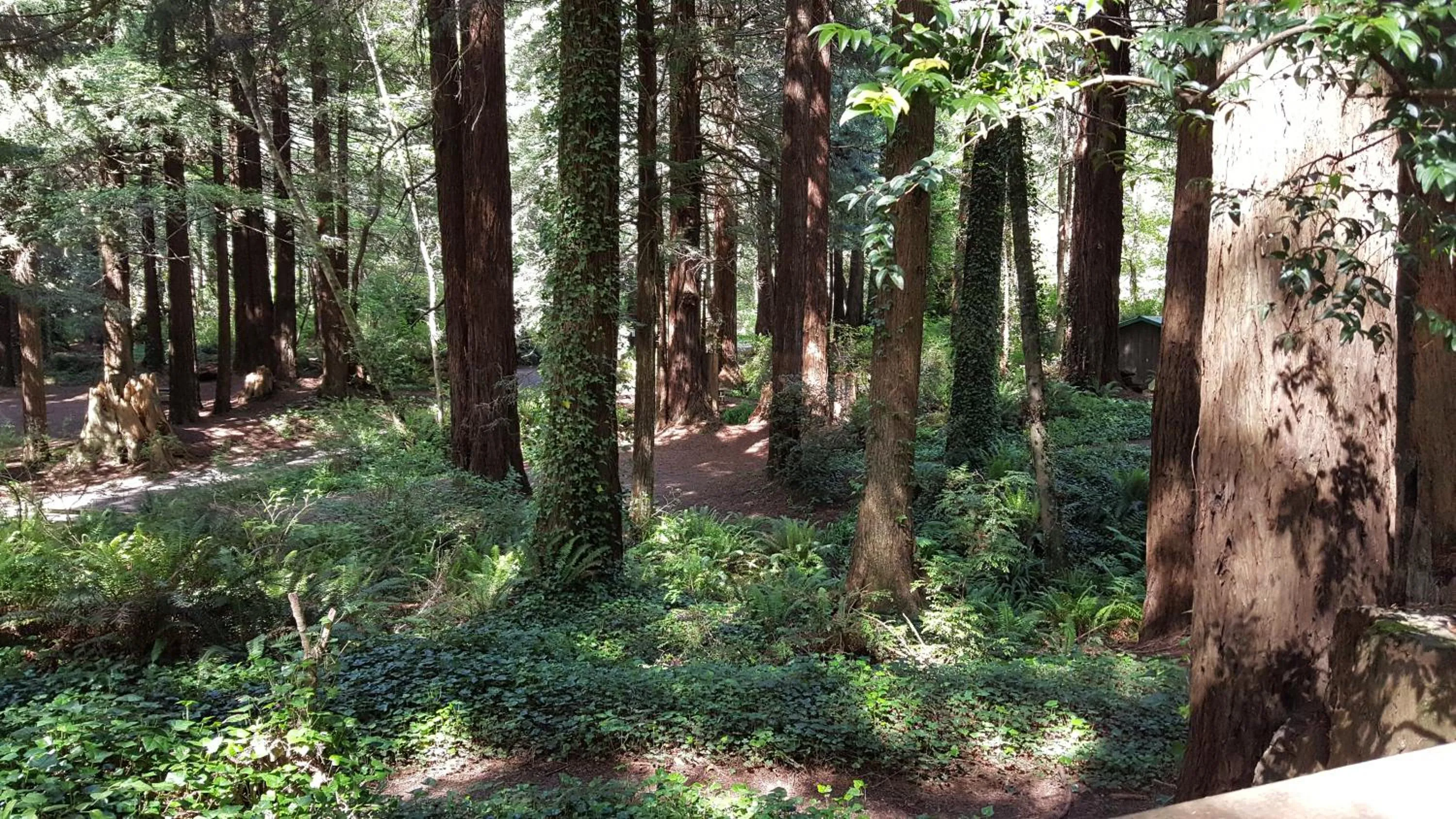 Day in Emerald Forest Cabins