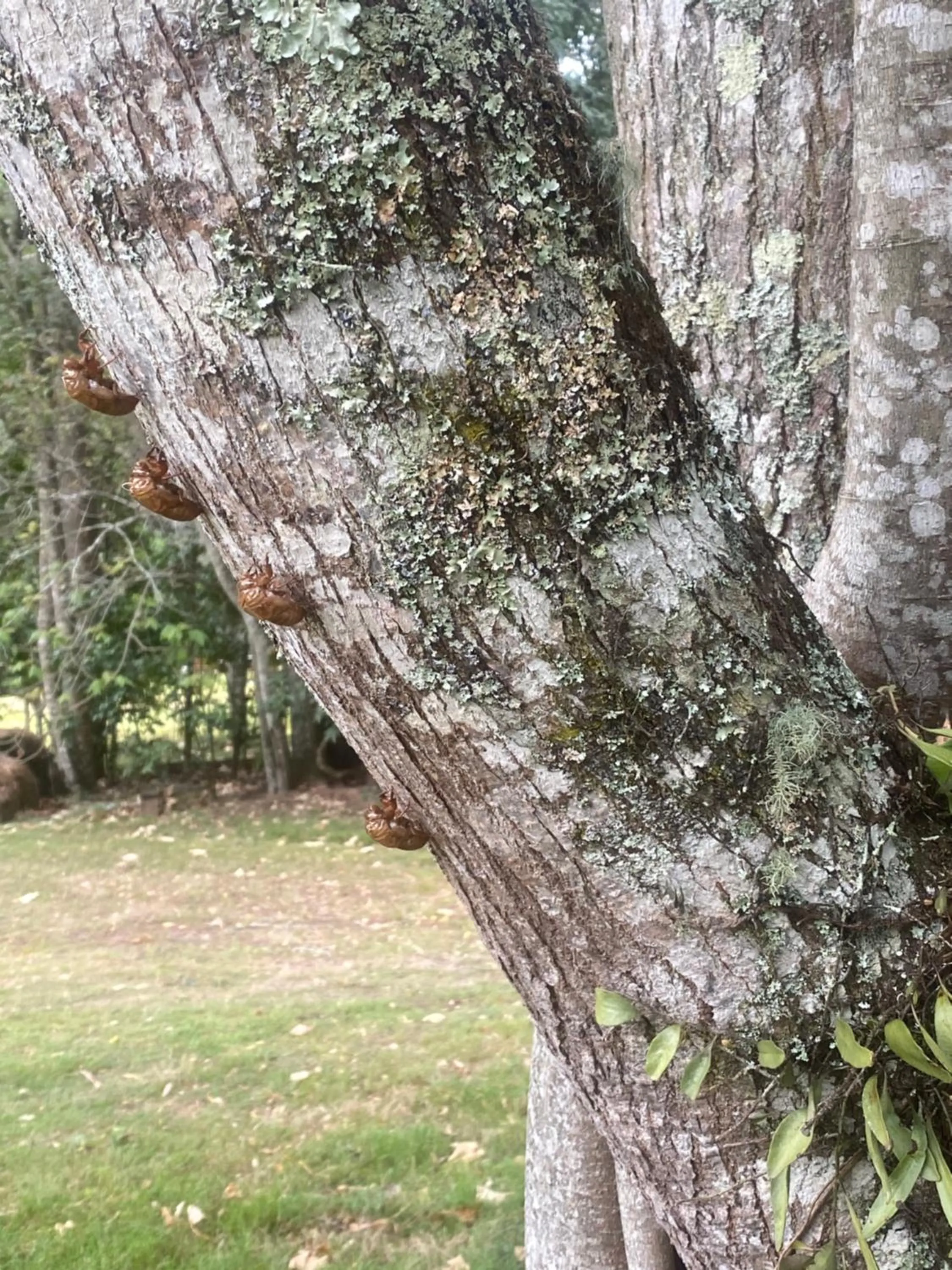 Natural landscape in Copeland House