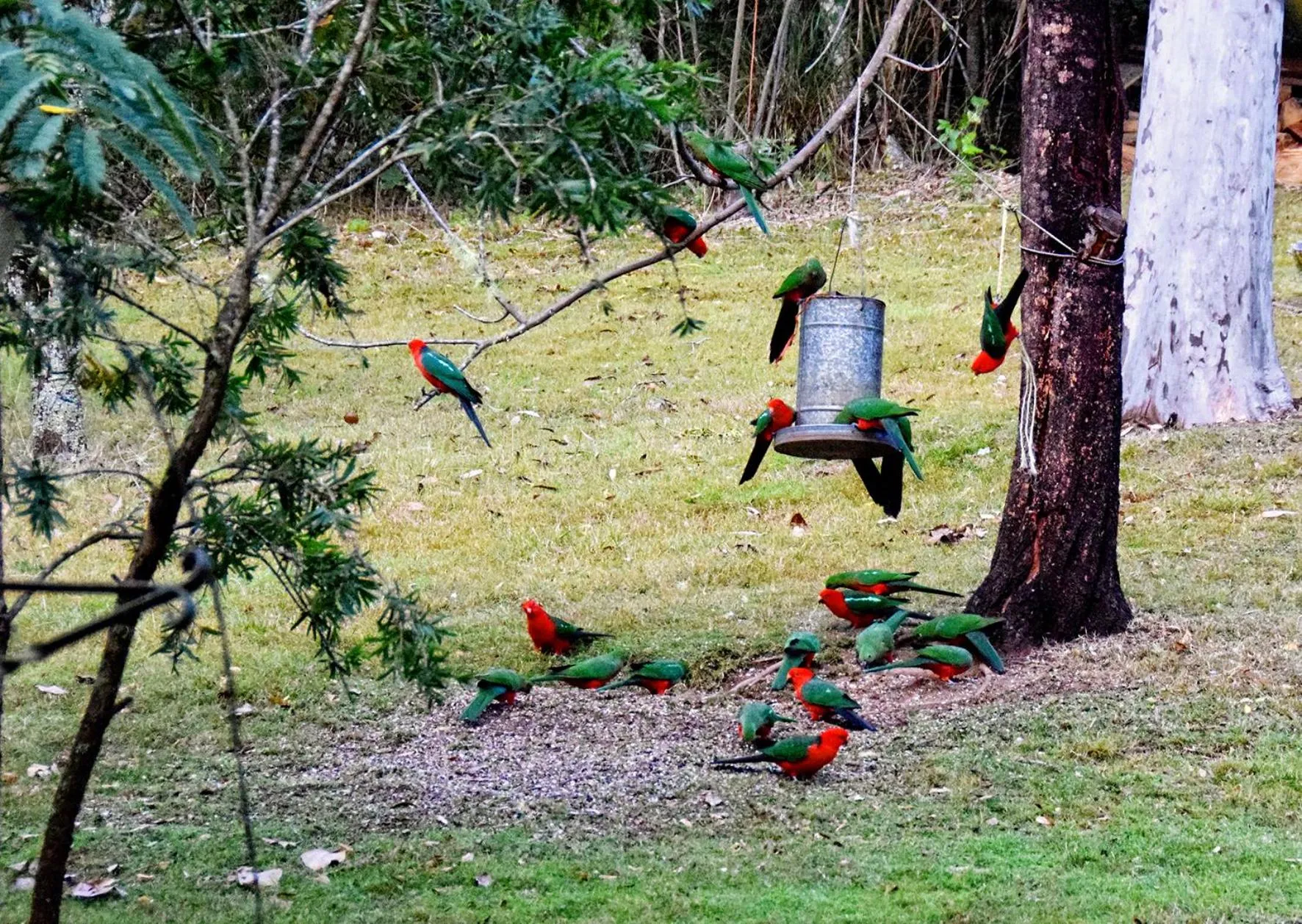 Animals in Copeland House
