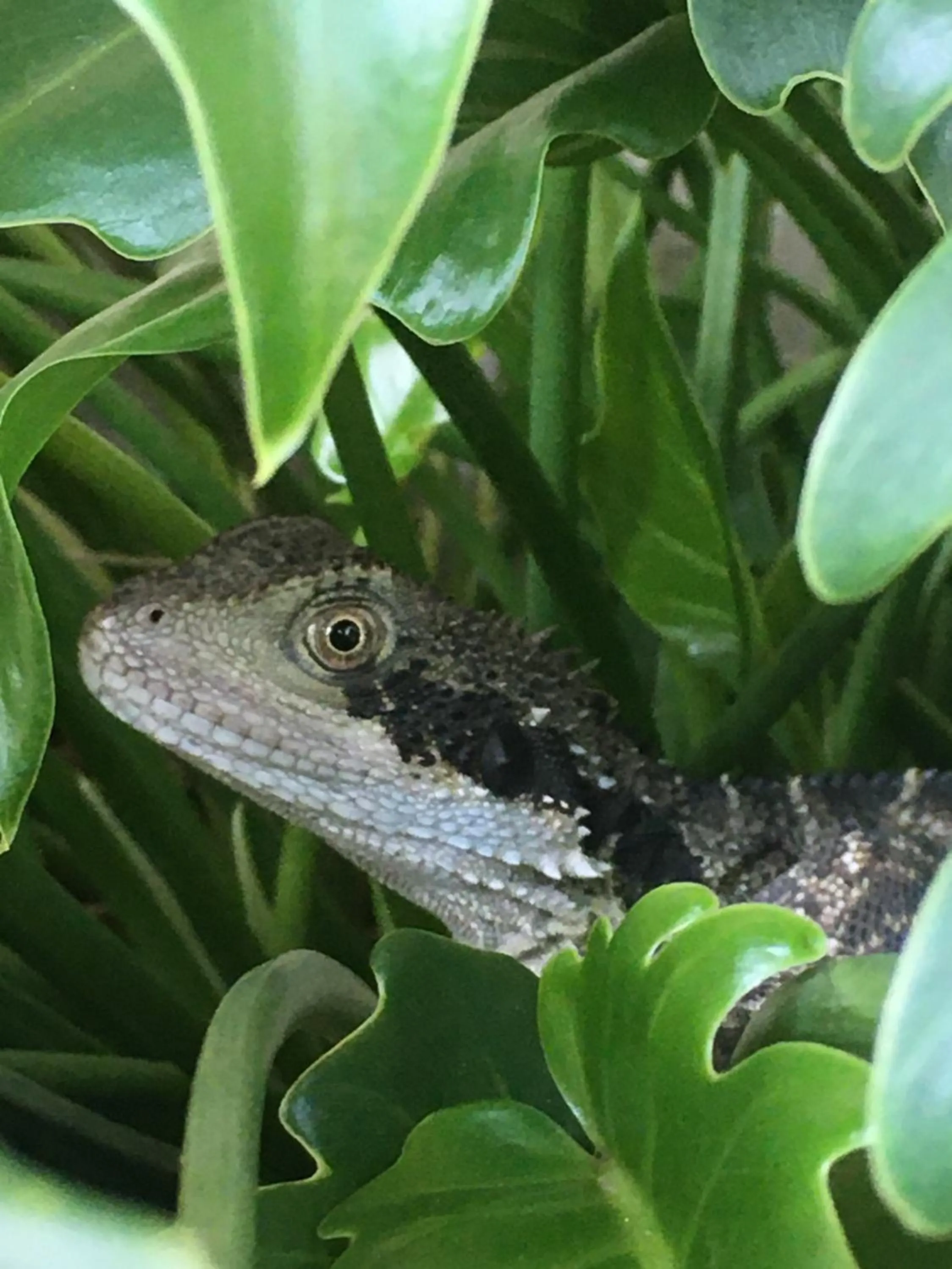 Animals in Copeland House