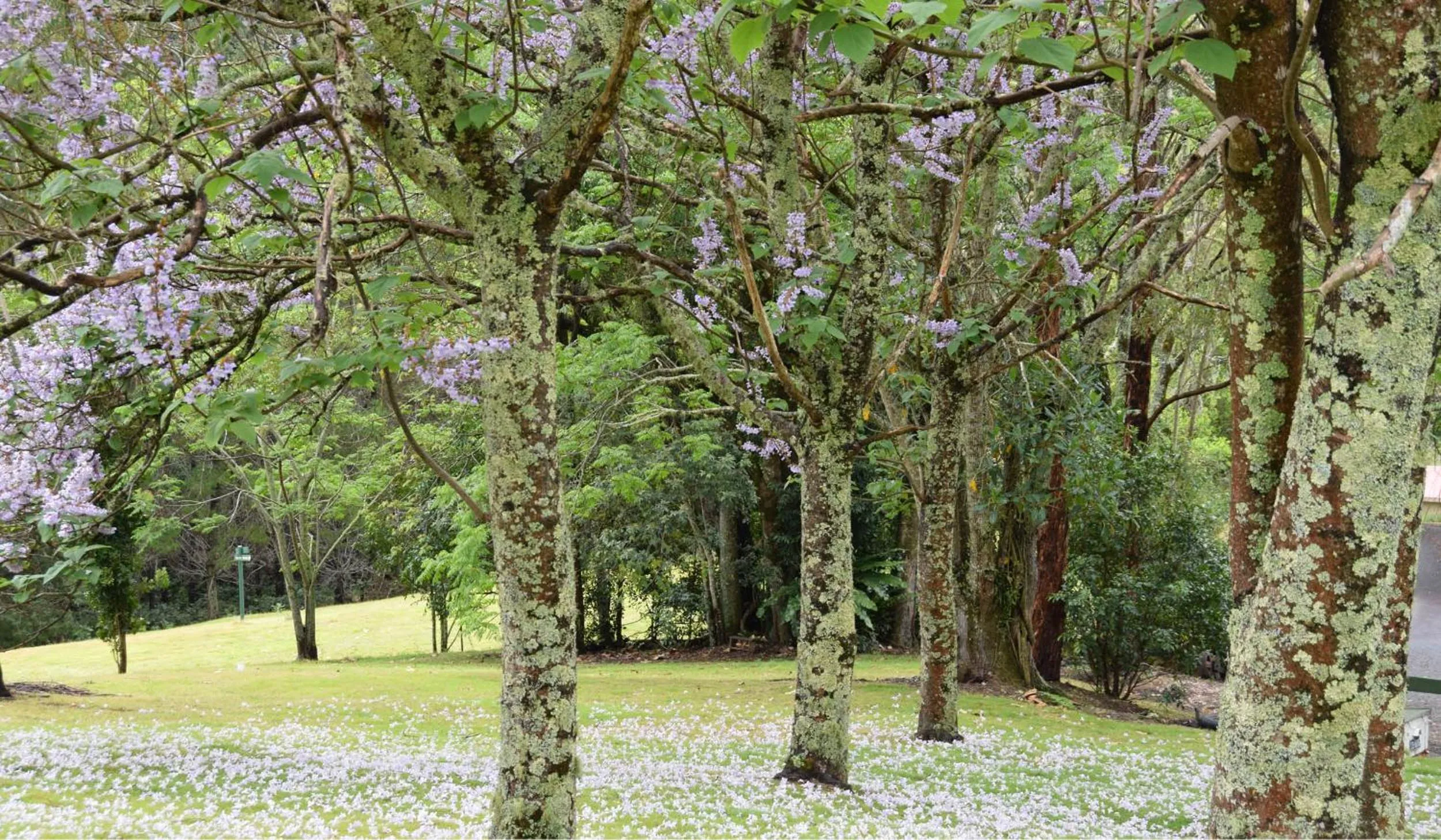 Garden in Copeland House