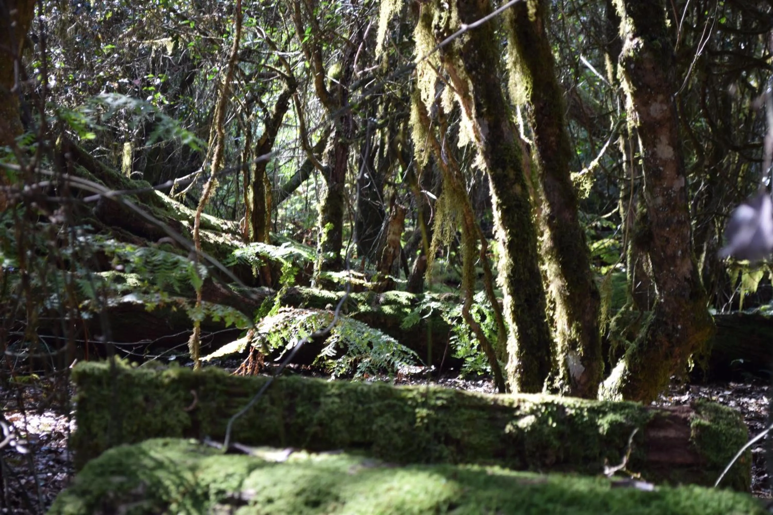 Hiking in Copeland House