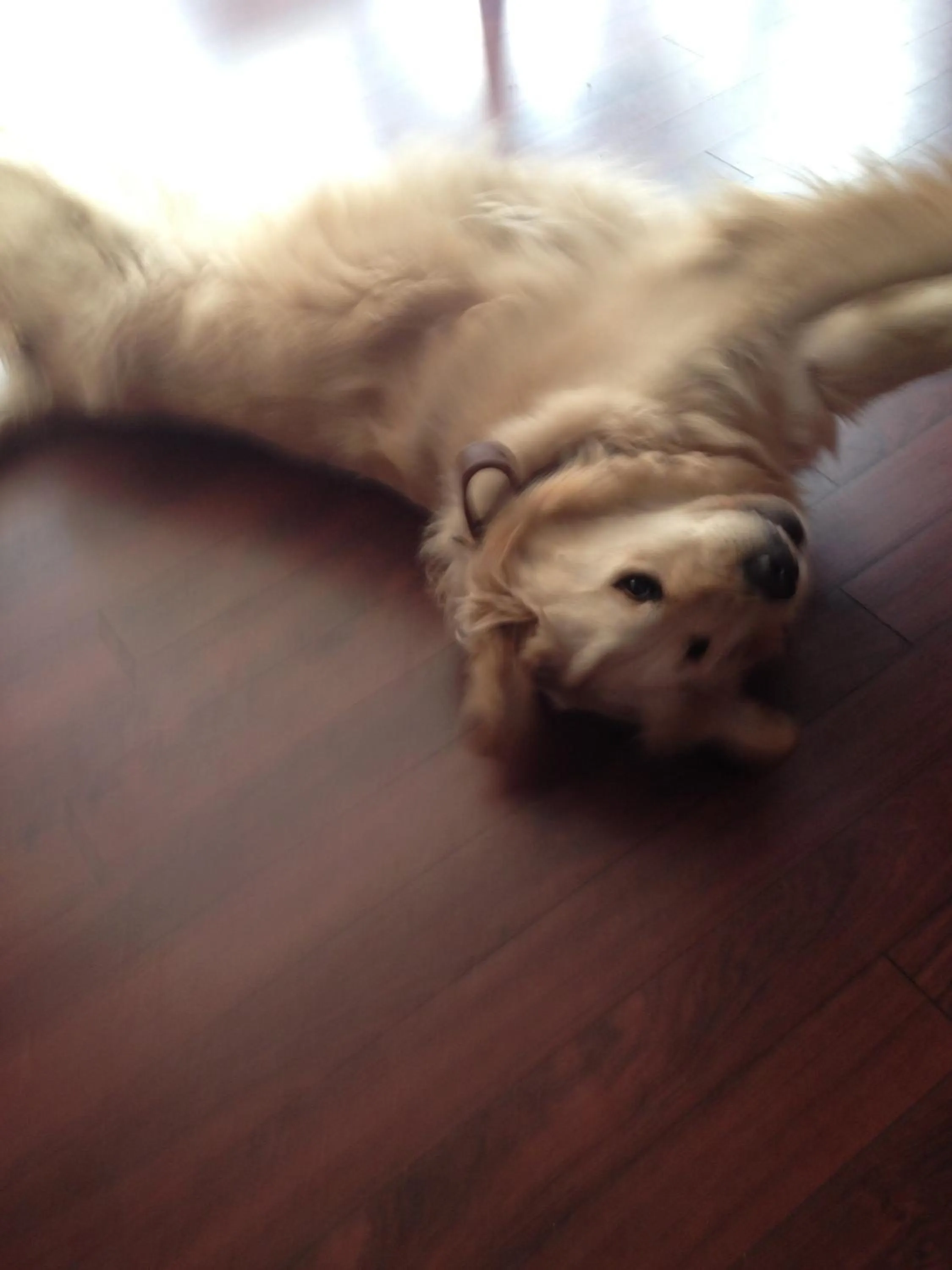 Pets in Logis Hôtel restaurant Bel Horizon