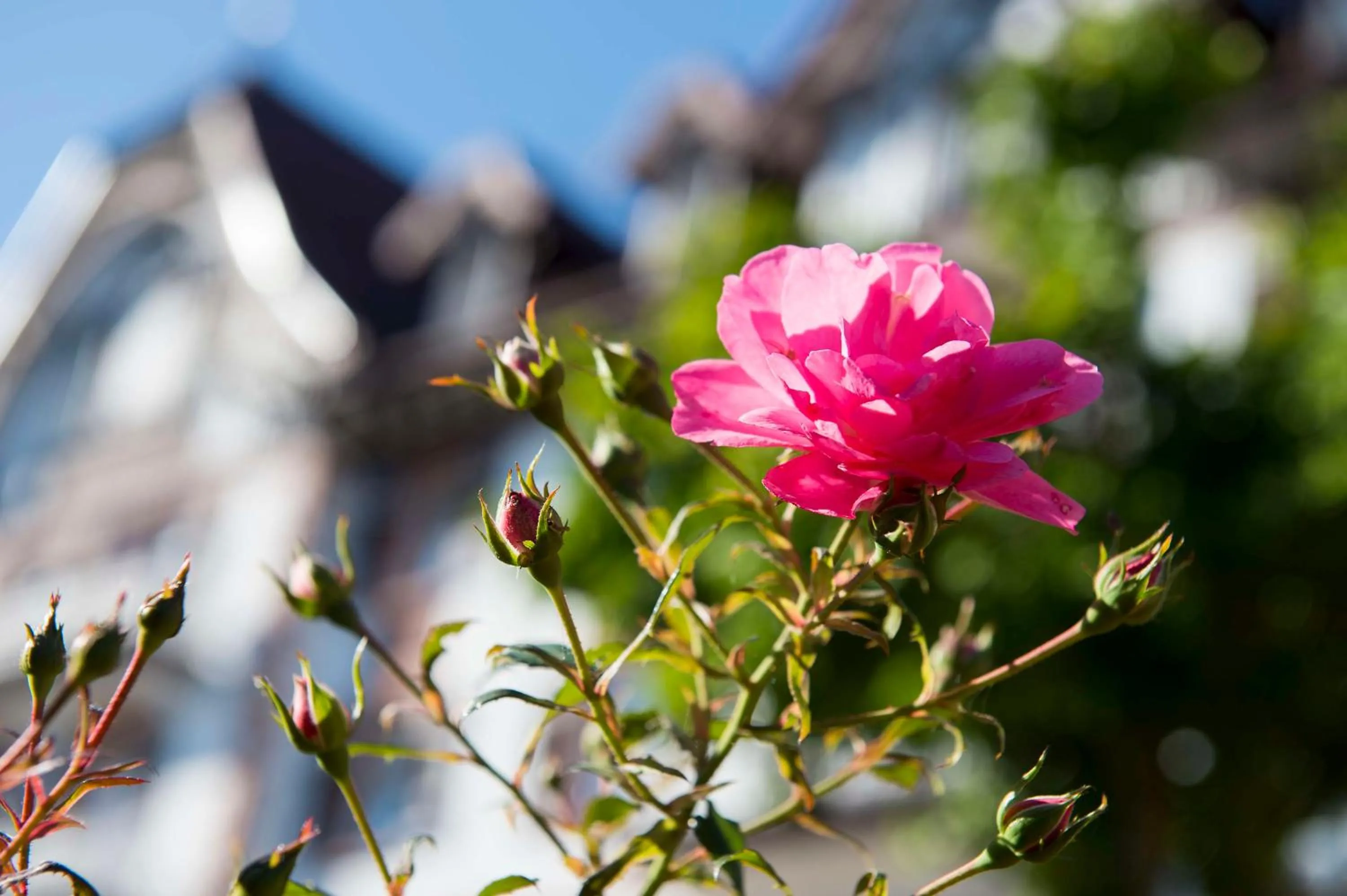 Property building in Das Palmenwald Schwarzwaldhof, BW Signature Collection