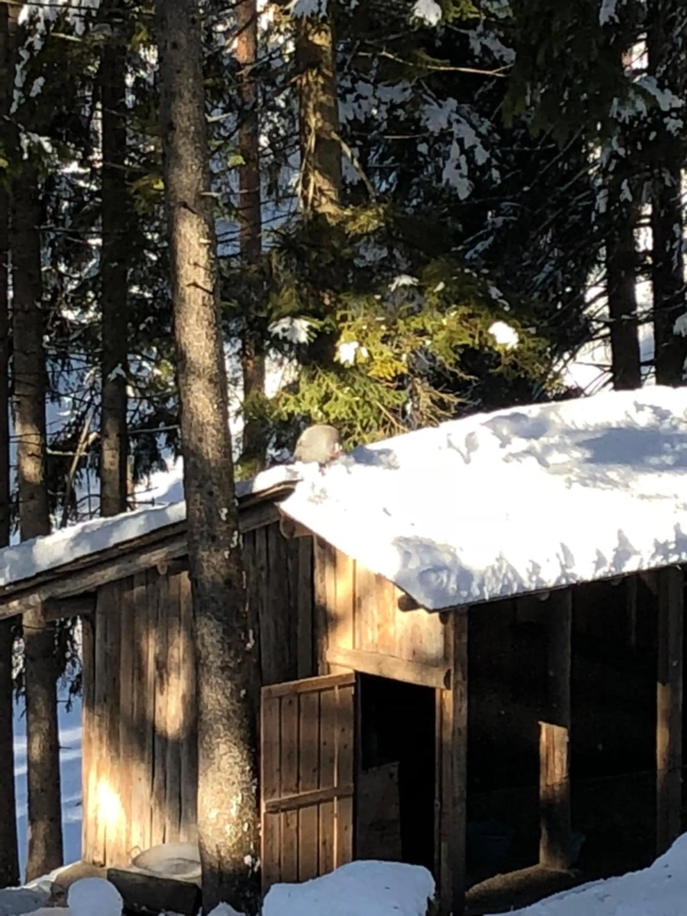 Day in TH Borca di Cadore - Park Hotel Des Dolomites