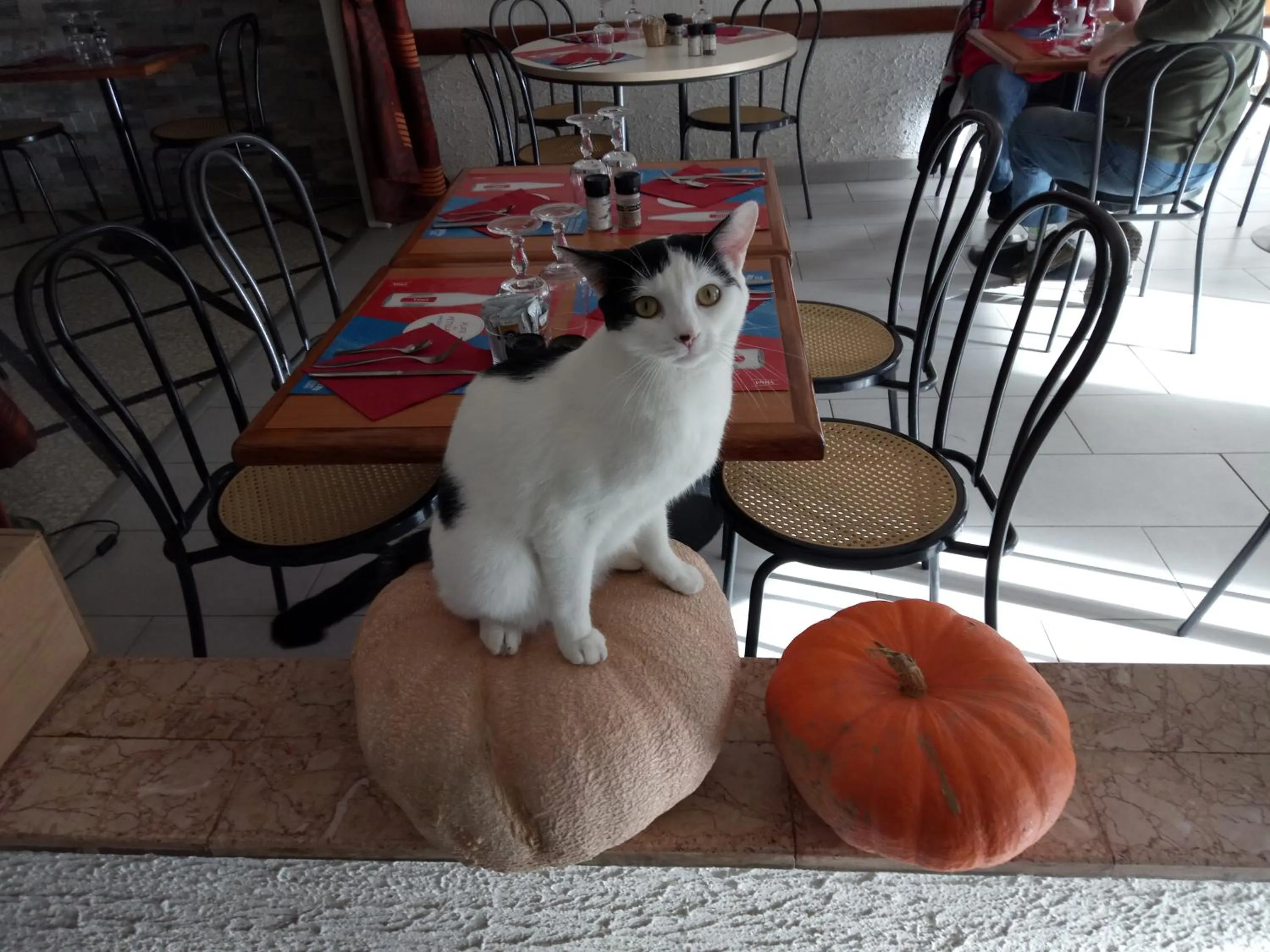 Pets in Relais de la Mothe LA SUITE