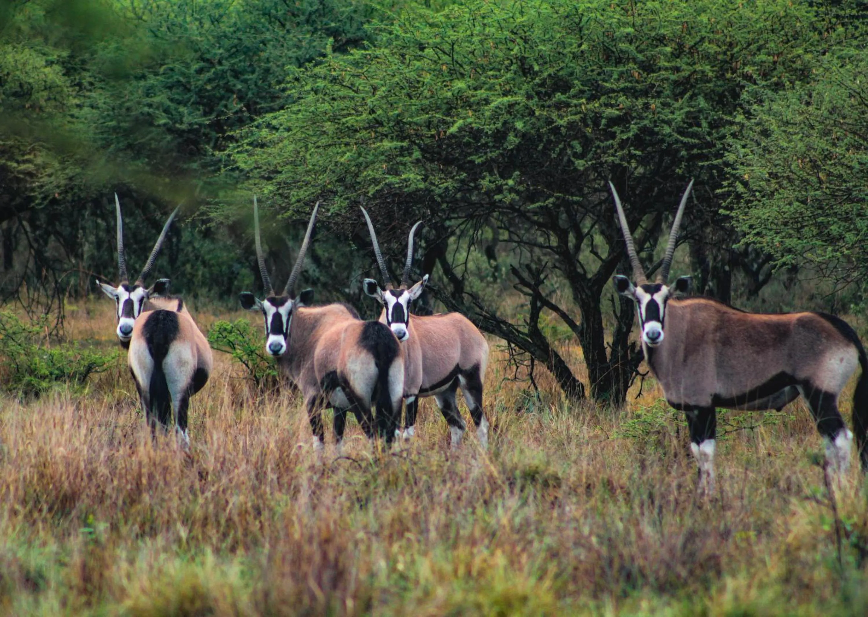 Day in Finfoot Lake Reserve by Dream Resorts