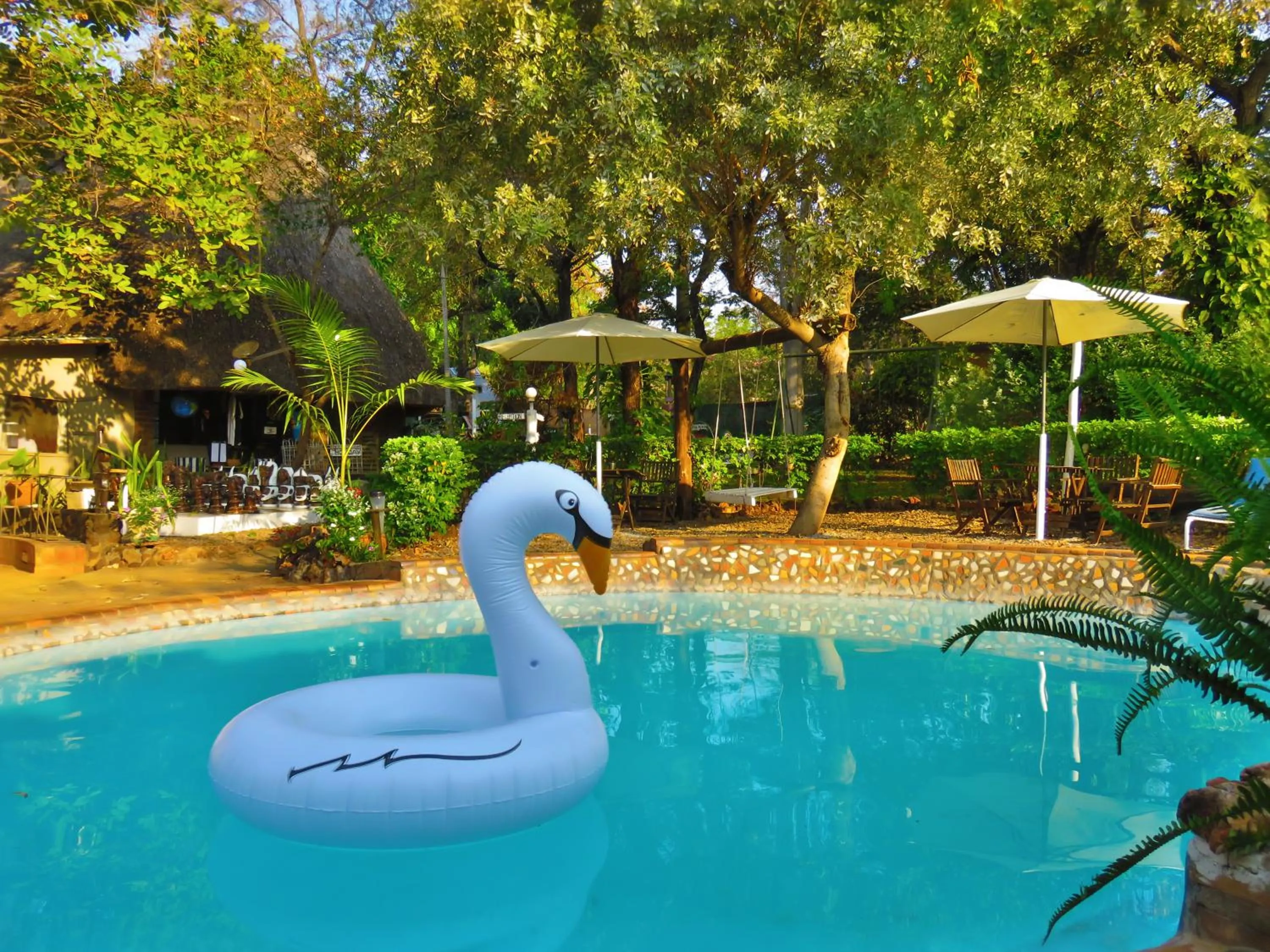 Swimming pool in Victoria Falls Backpackers Lodge