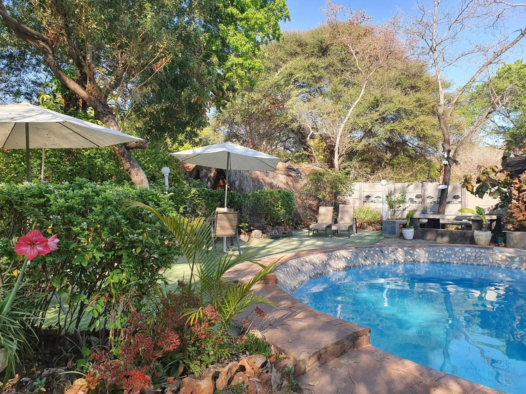 Swimming pool in Victoria Falls Backpackers Lodge
