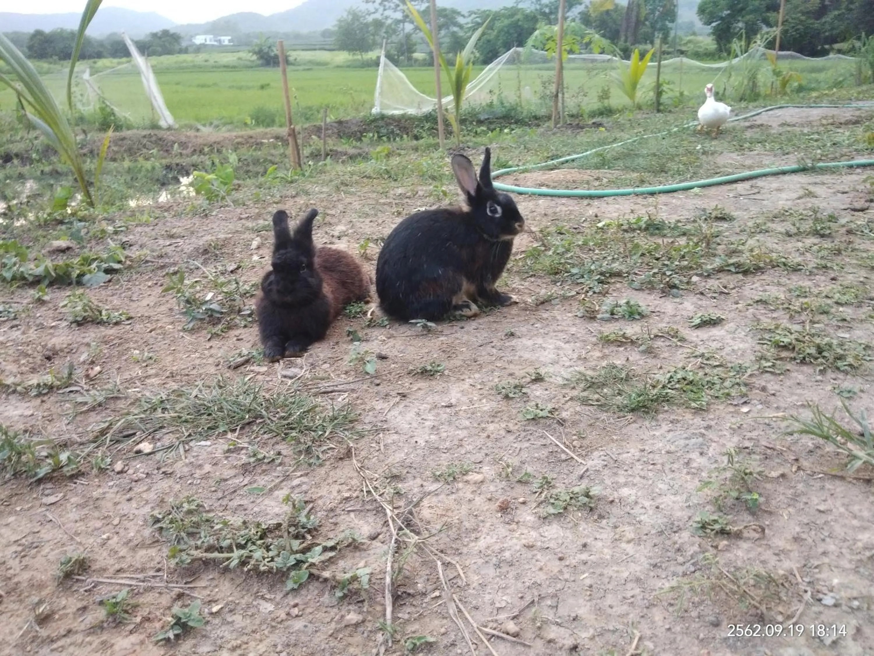 Baan Suan Jantra Home Stay