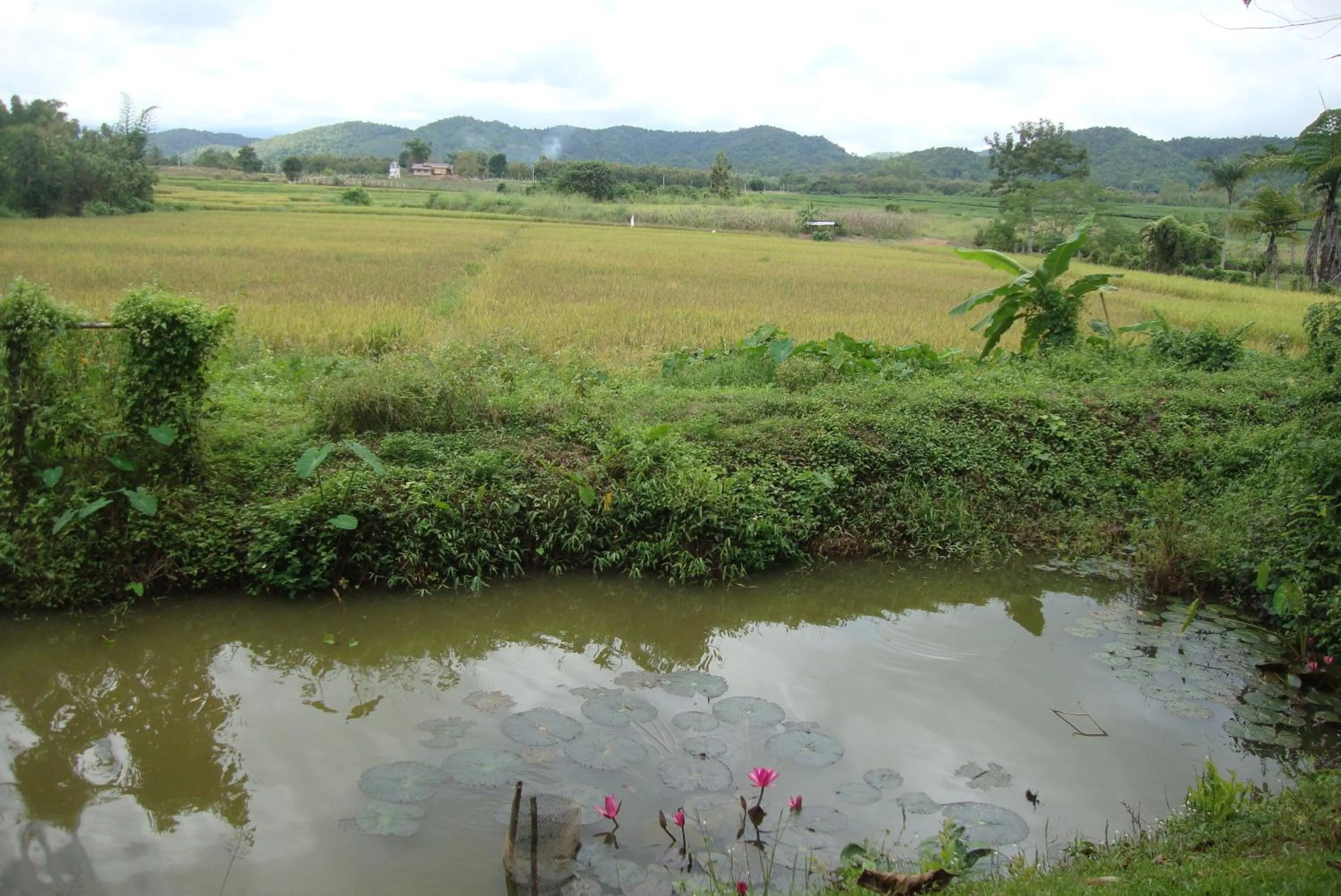 Day in Baan Suan Jantra Home Stay