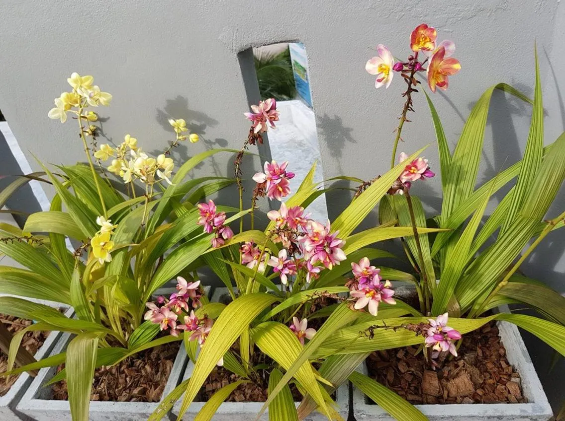 Property building in Chatin Guesthouse