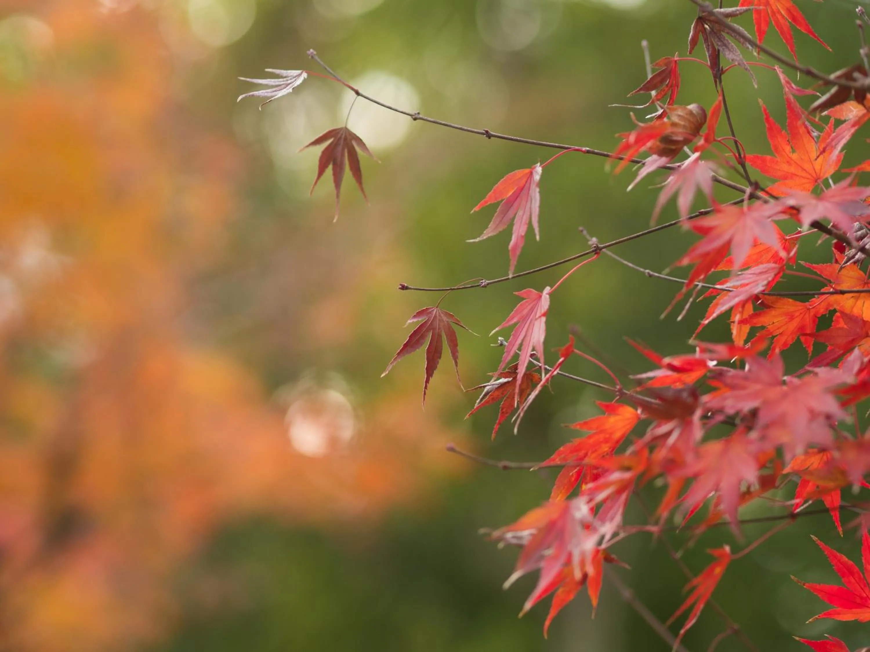 Garden in Ryokan Genhouin