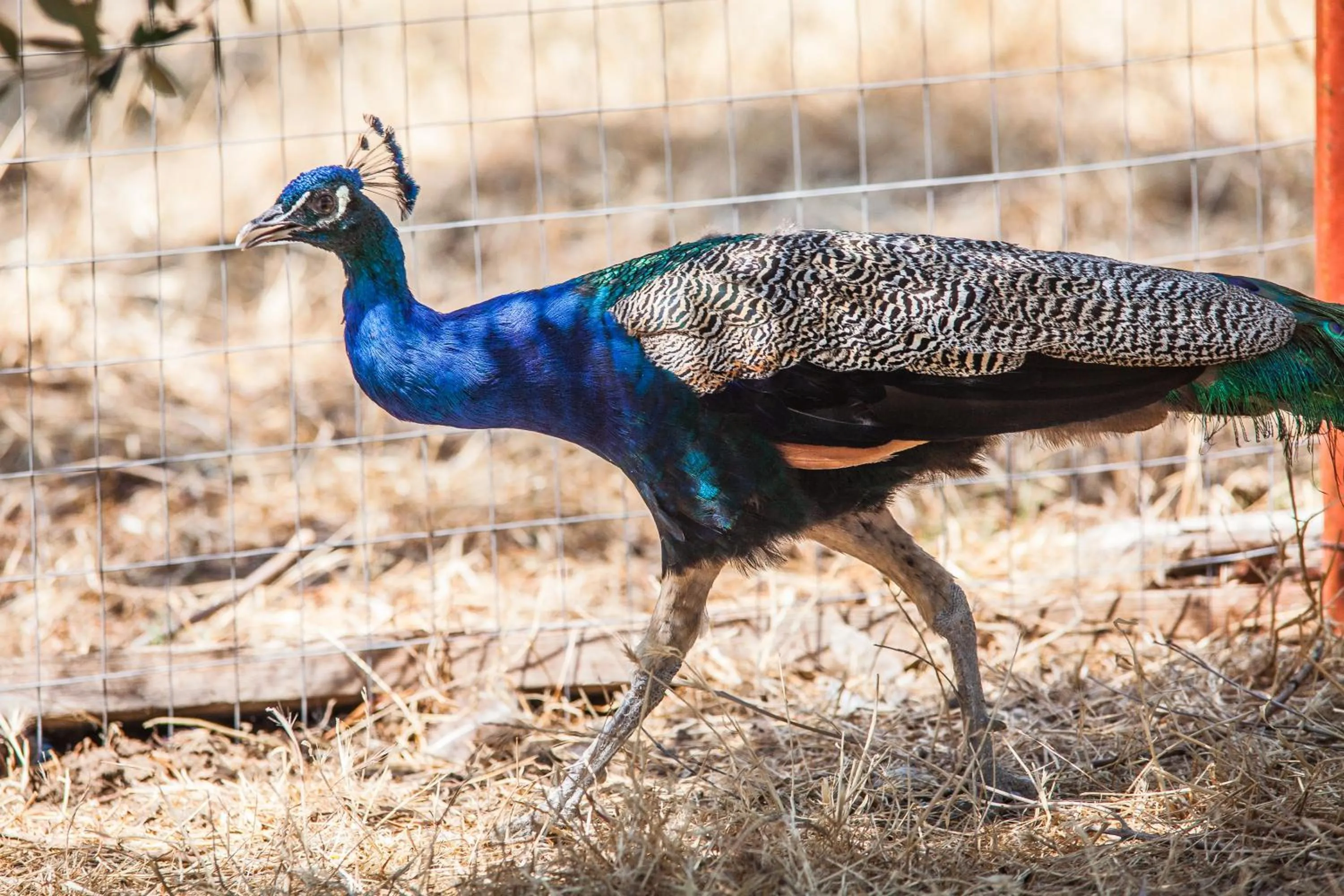 Pets in Il Gallo Con Gli Stivali