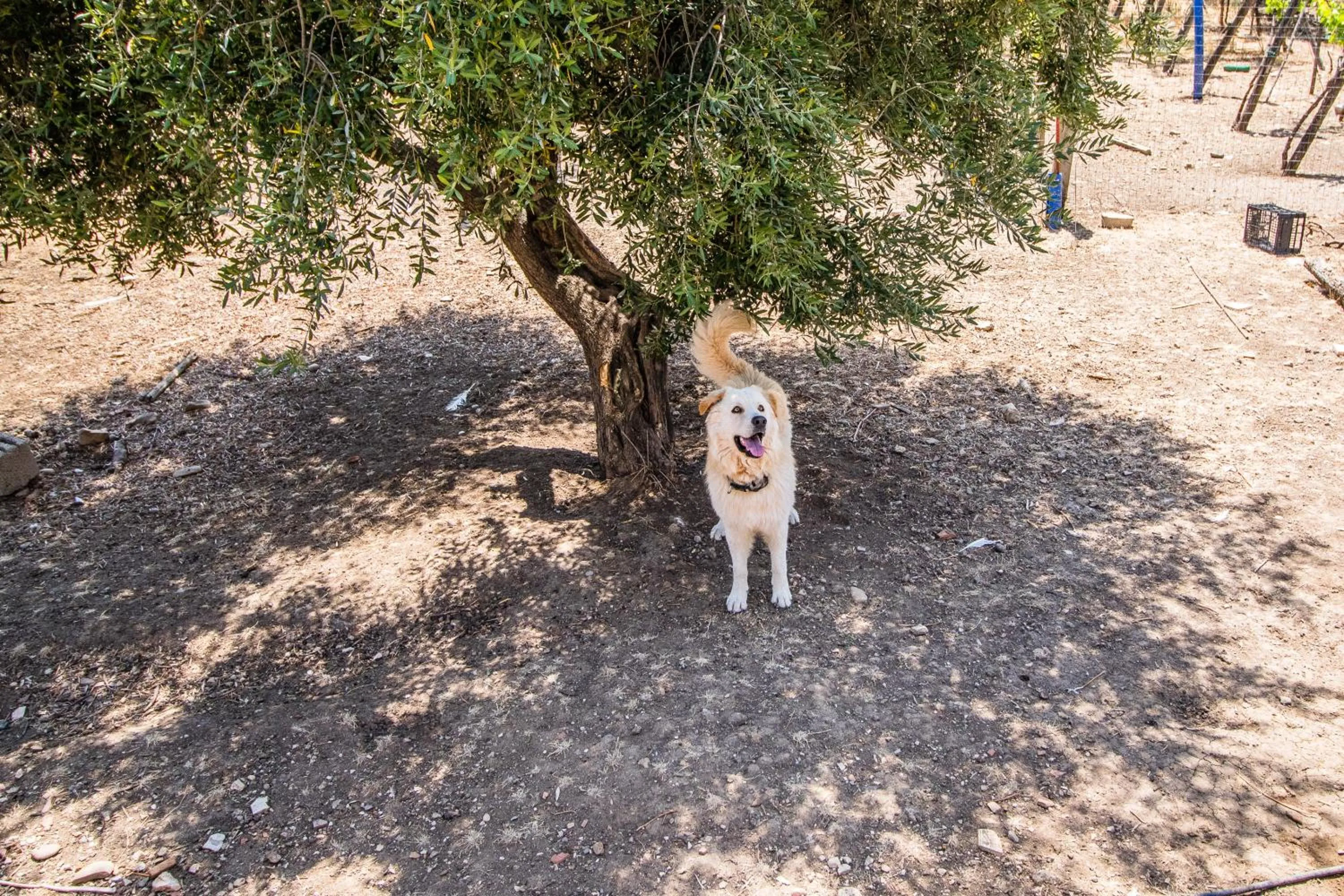 Pets in Il Gallo Con Gli Stivali