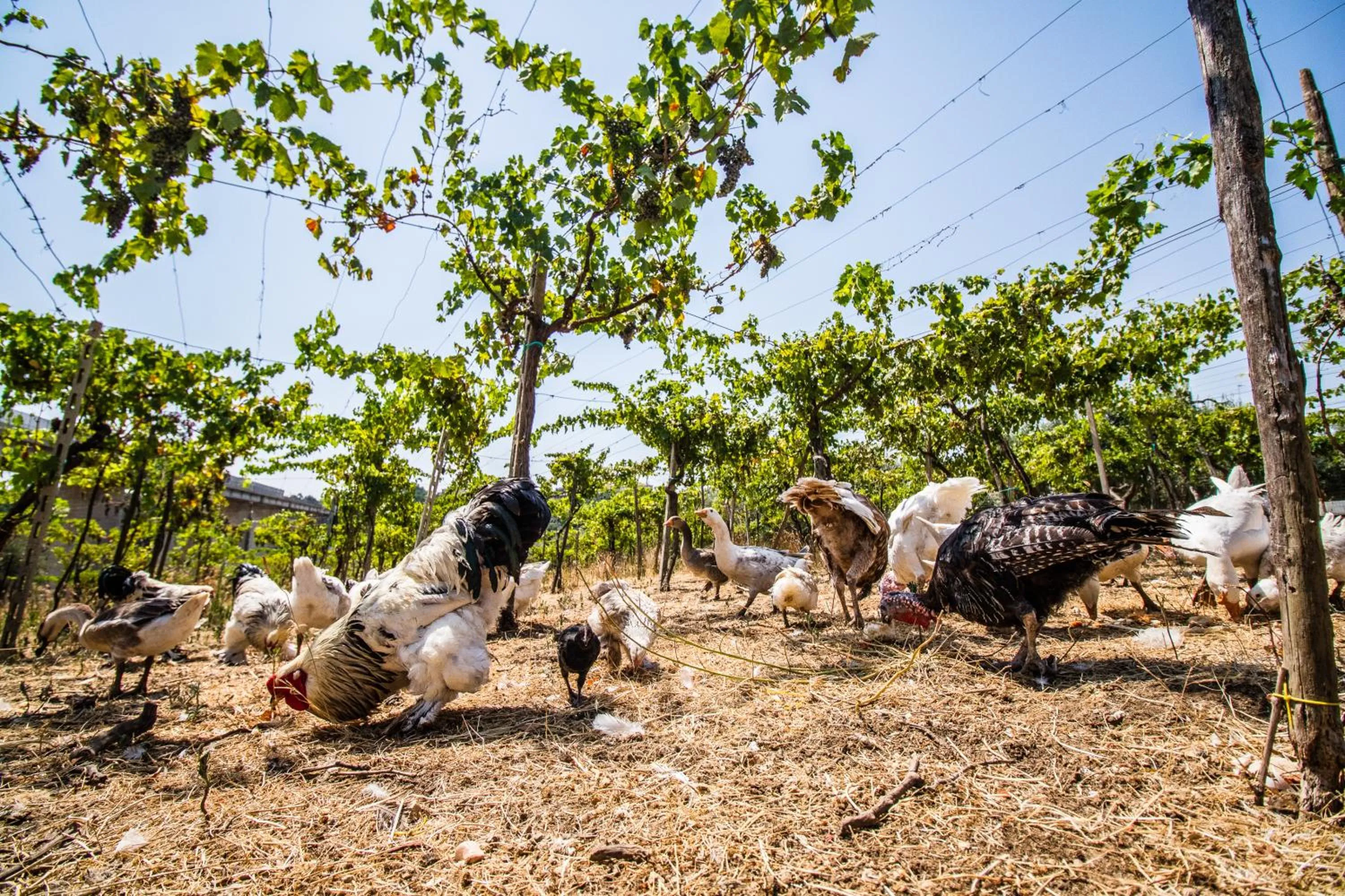 Pets in Il Gallo Con Gli Stivali