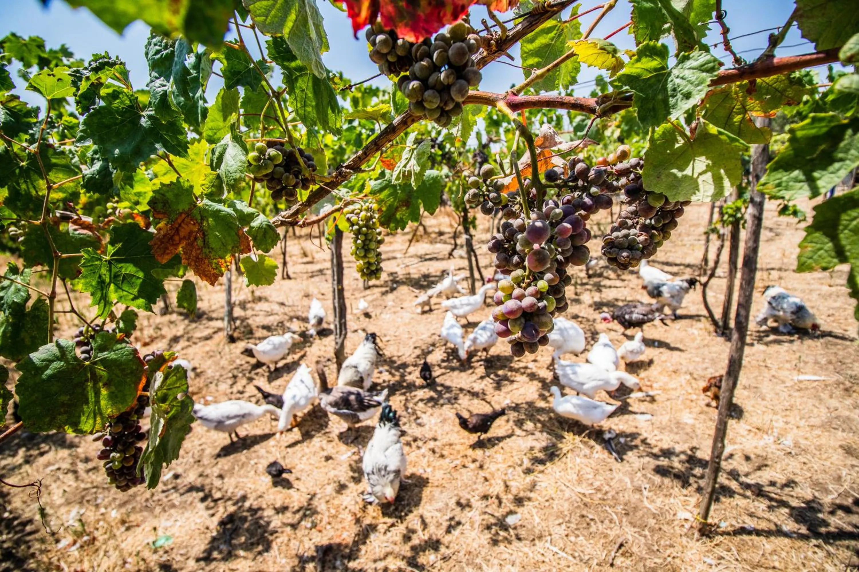 Pets in Il Gallo Con Gli Stivali