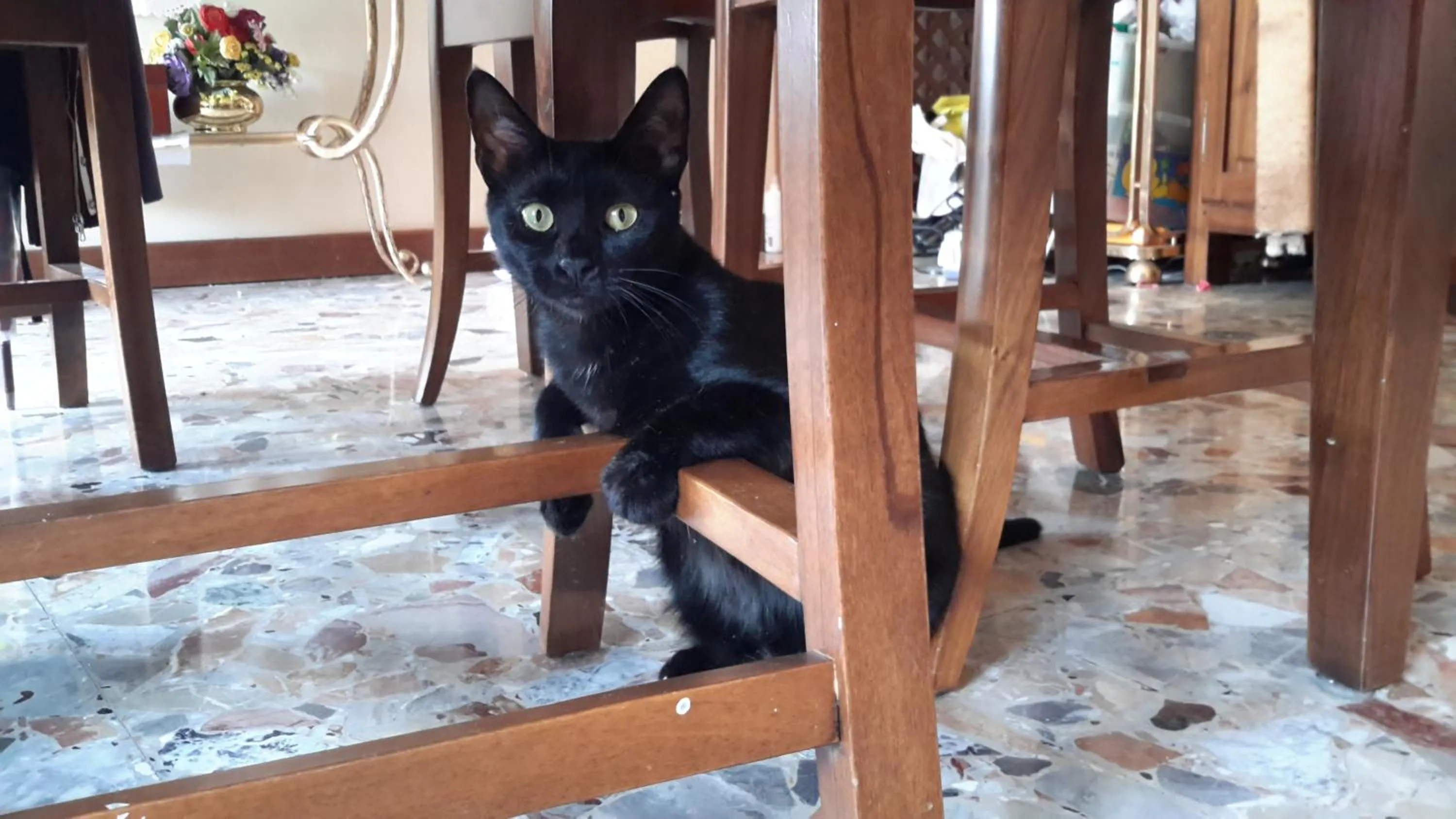 Pets in Albergo Trento