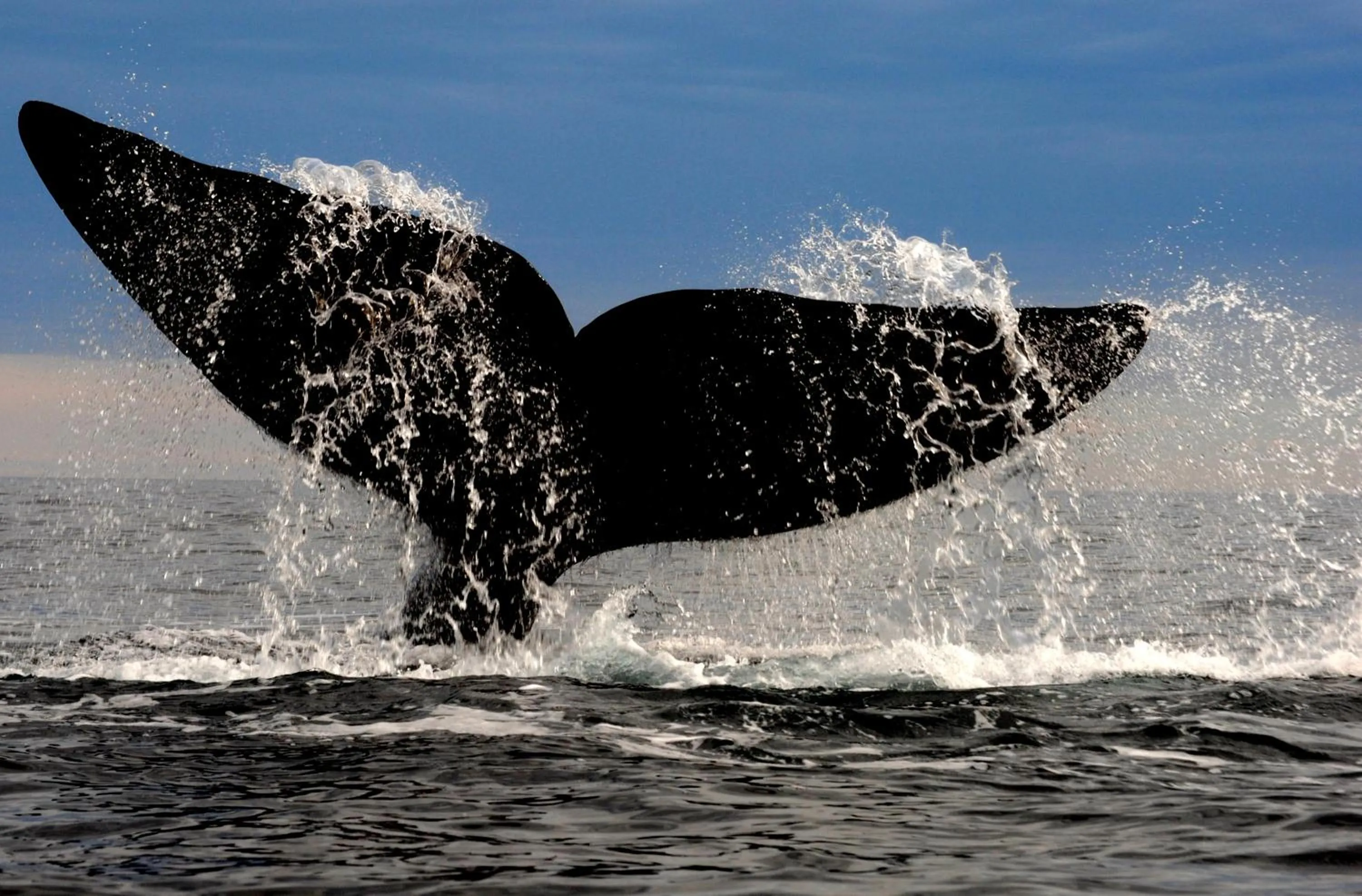 Activities in Rayentray Océano