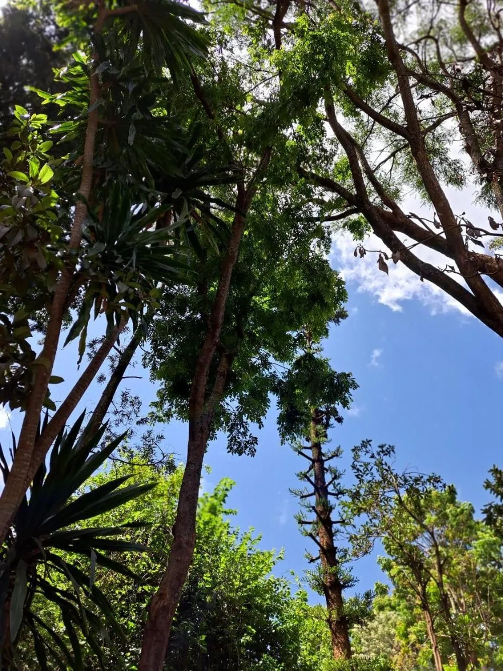Natural landscape in Rosslyn Studios