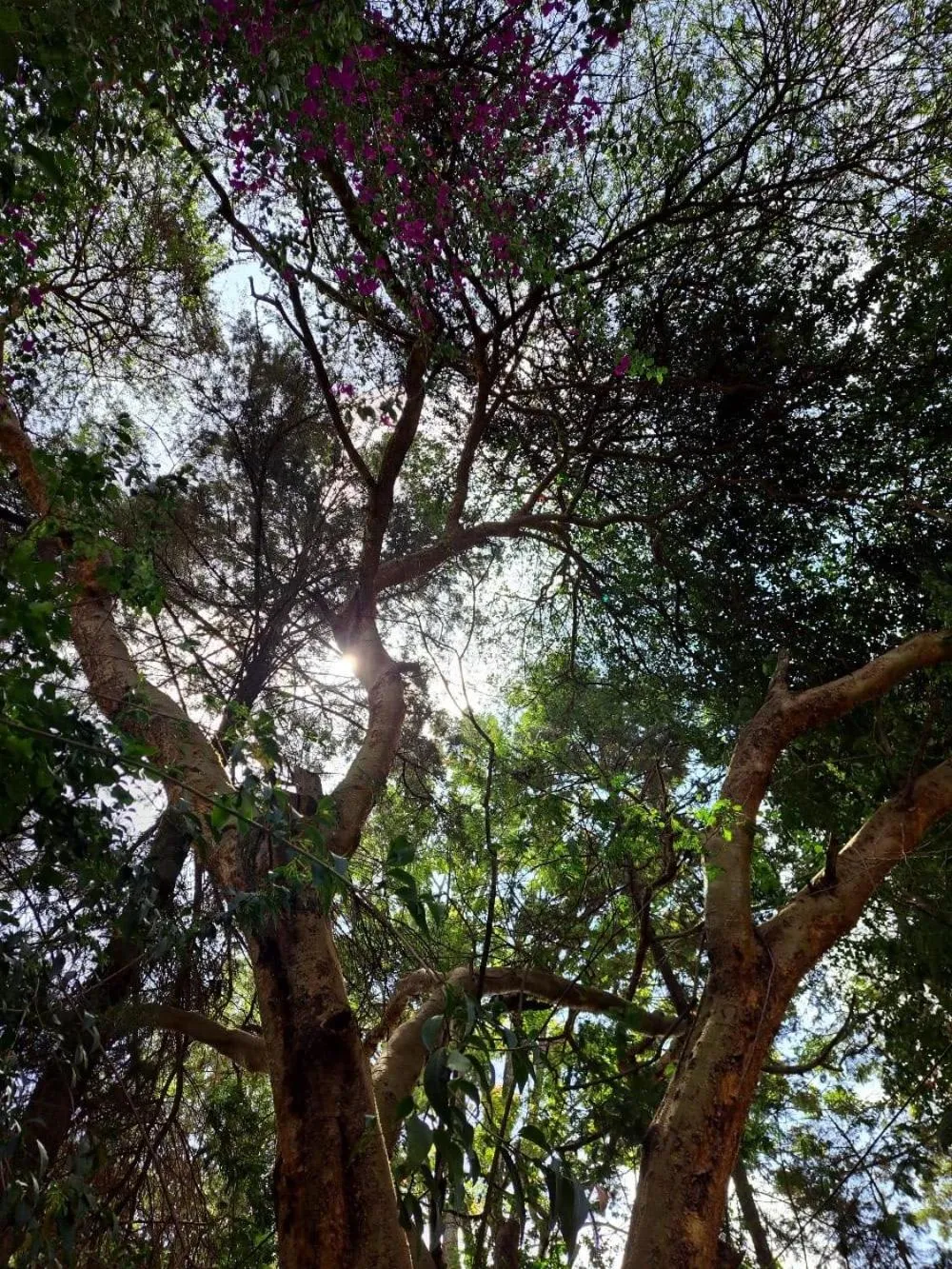 Natural landscape in Rosslyn Studios
