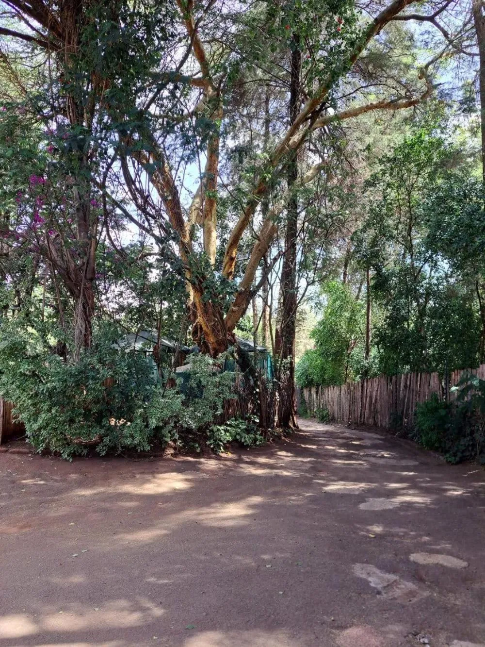 Garden in Rosslyn Studios