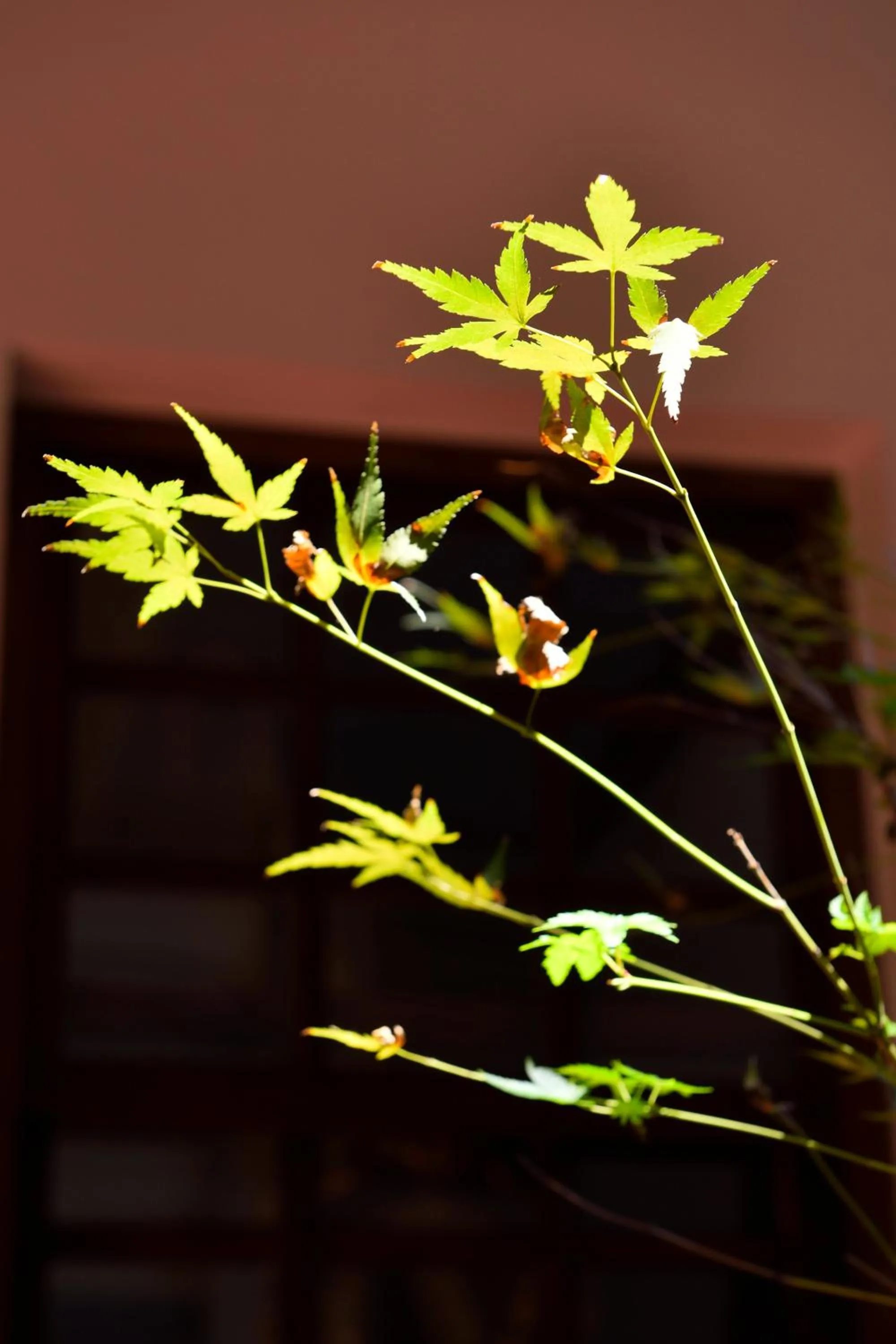 Day in OrigInn Space