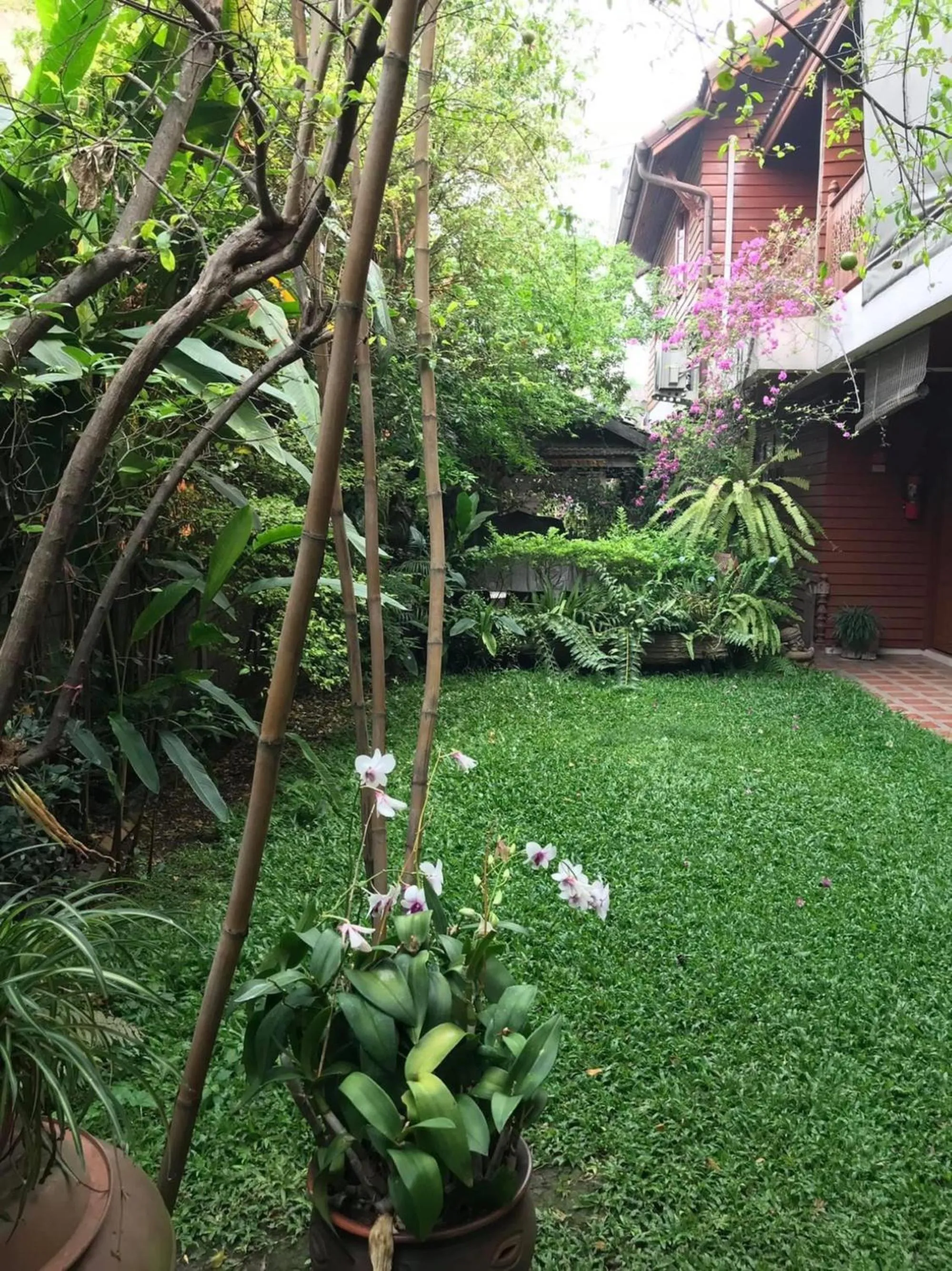 Garden in Tiptopthai House